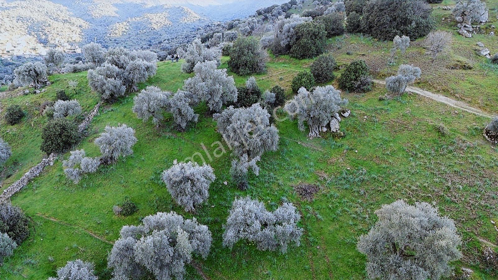 Aydın Koçarlı Hacıhamzalar'da Satılık Manzaralı Zeytinlik - Görsel 4