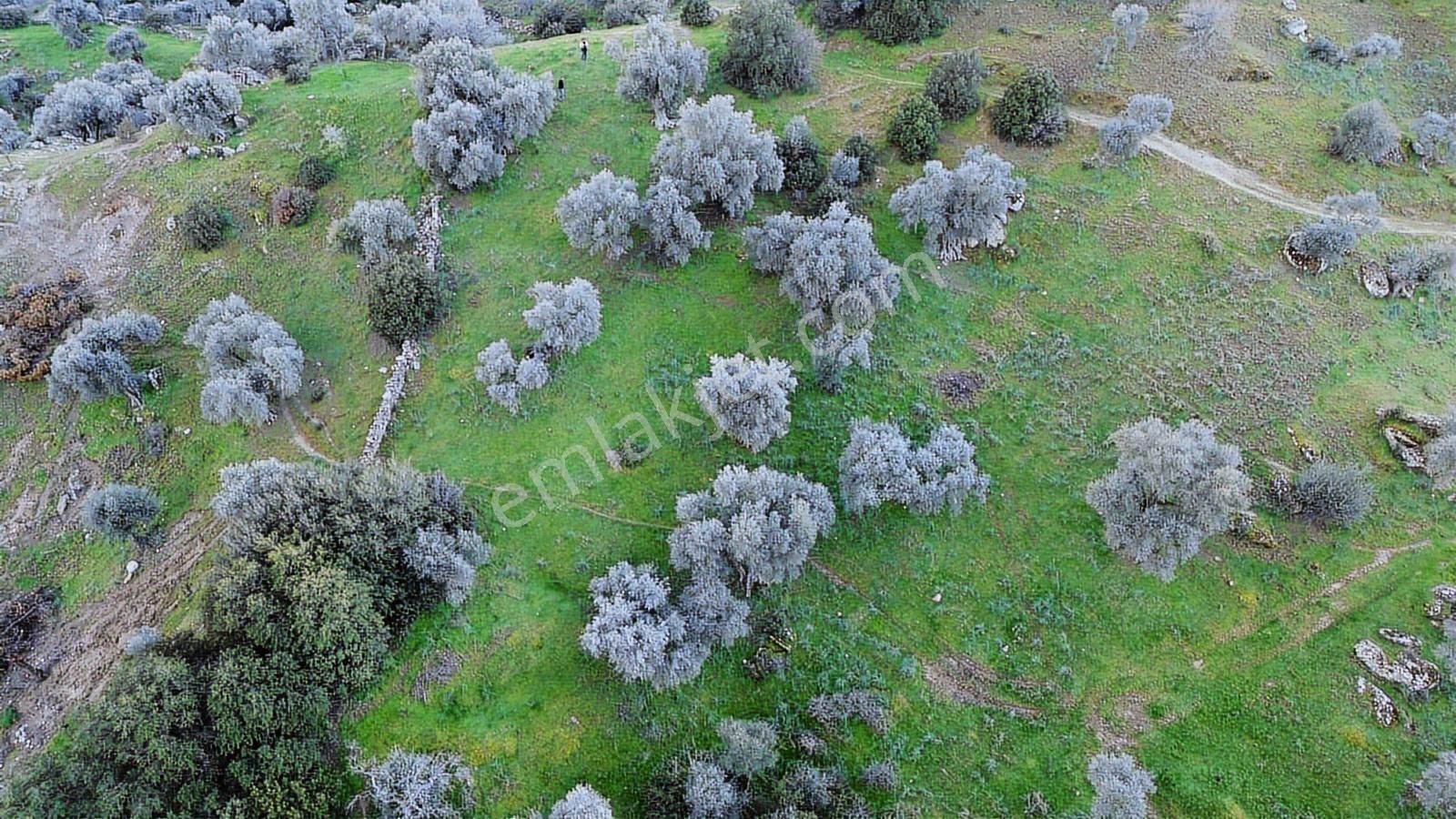 Aydın Koçarlı Hacıhamzalar'da Satılık Manzaralı Zeytinlik - Görsel 12