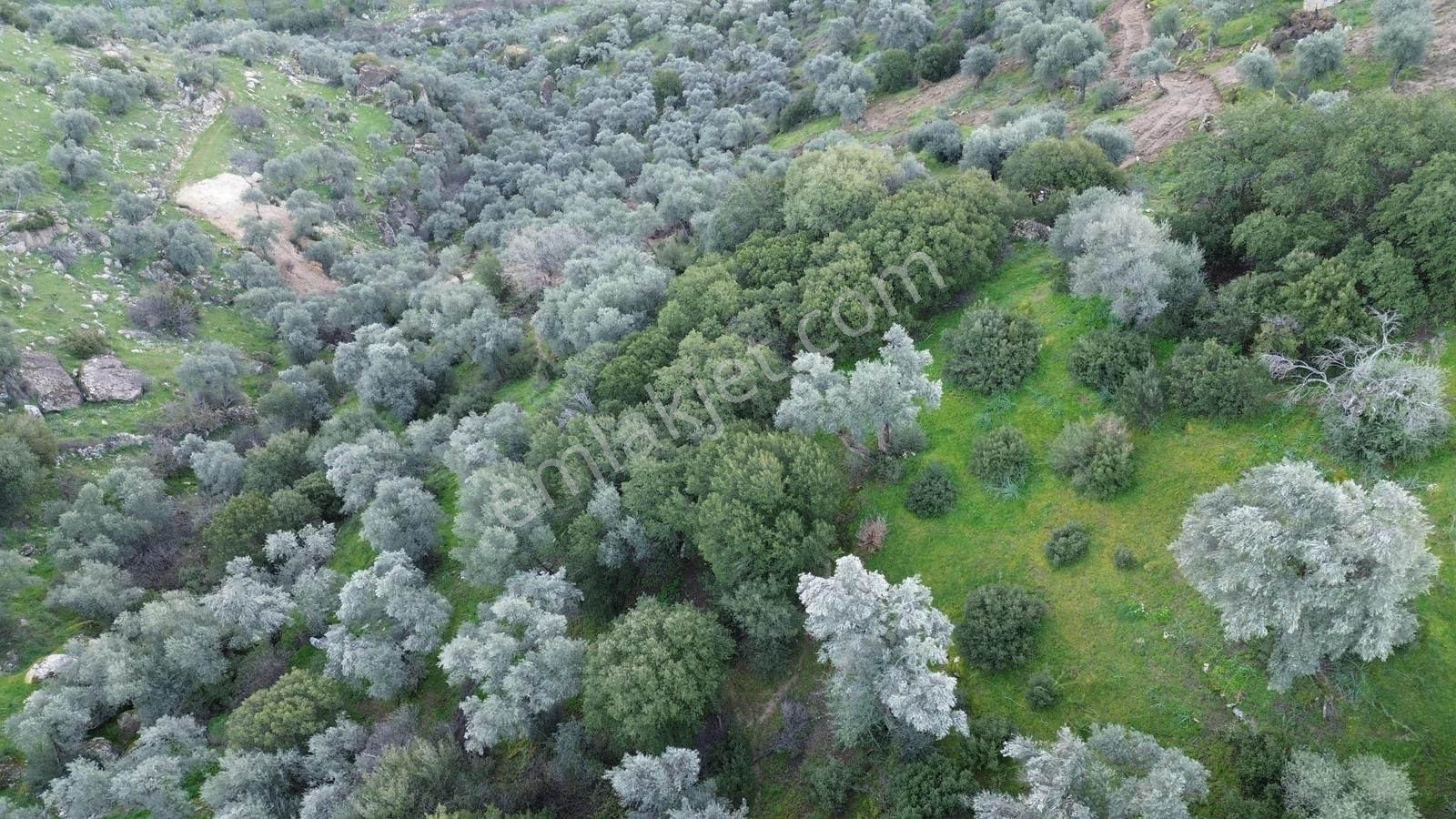Aydın Koçarlı Hacıhamzalar'da Satılık Manzaralı Zeytinlik - Görsel 24
