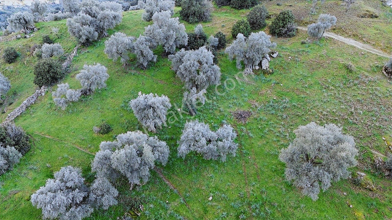 Aydın Koçarlı Hacıhamzalar'da Satılık Manzaralı Zeytinlik - Görsel 23