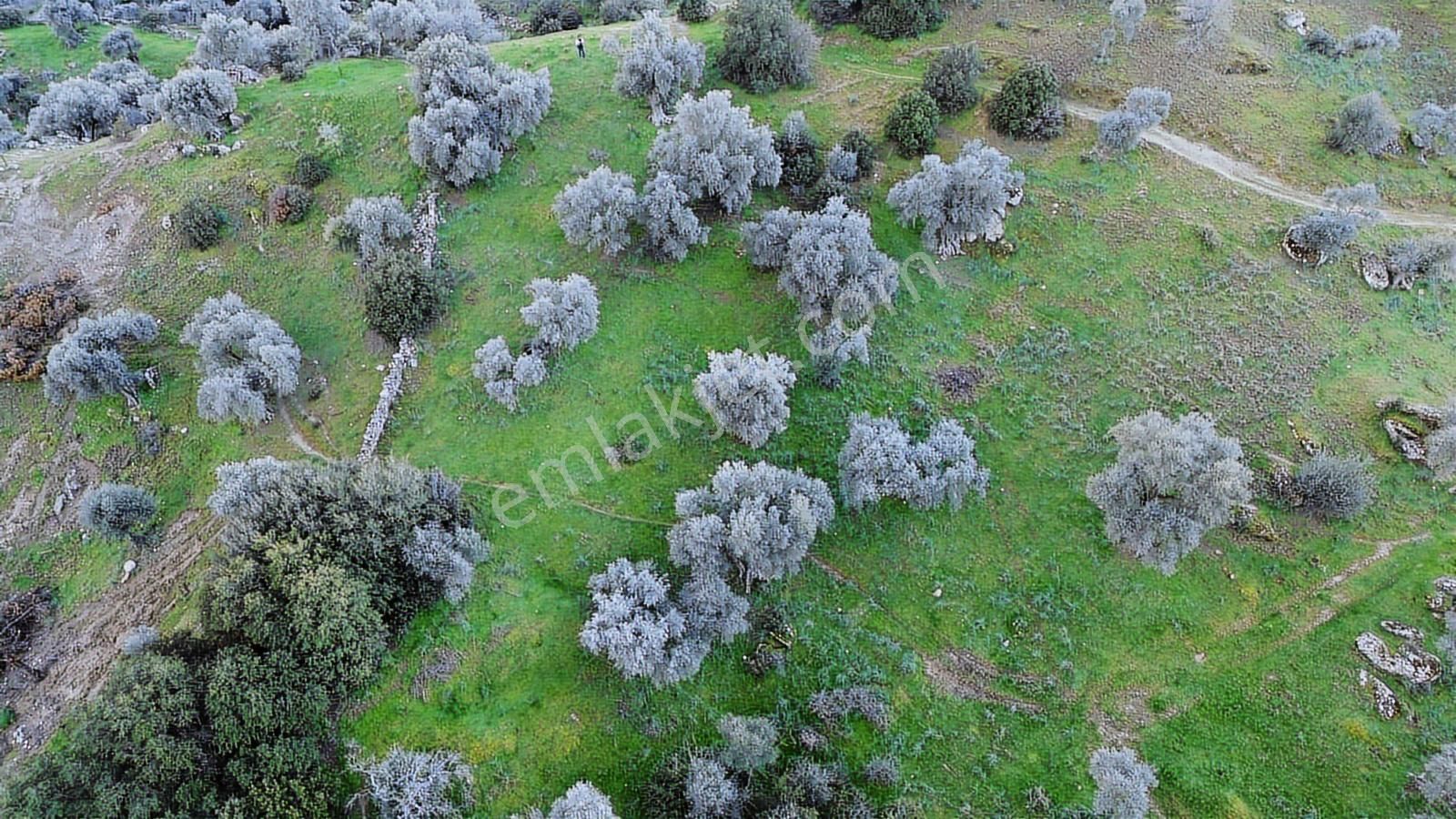 Aydın Koçarlı Hacıhamzalar'da Satılık Manzaralı Zeytinlik
