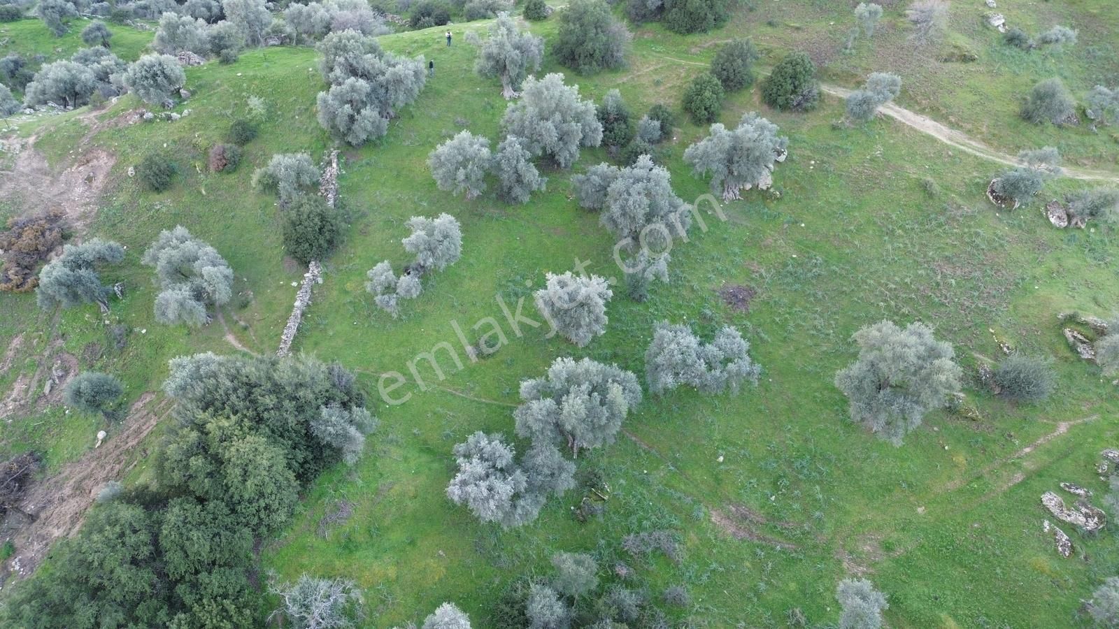 Aydın Koçarlı Hacıhamzalar'da Satılık Manzaralı Zeytinlik - Görsel 21