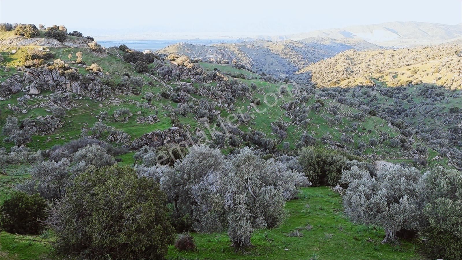Aydın Koçarlı Hacıhamzalar'da Satılık Manzaralı Zeytinlik - Görsel 15