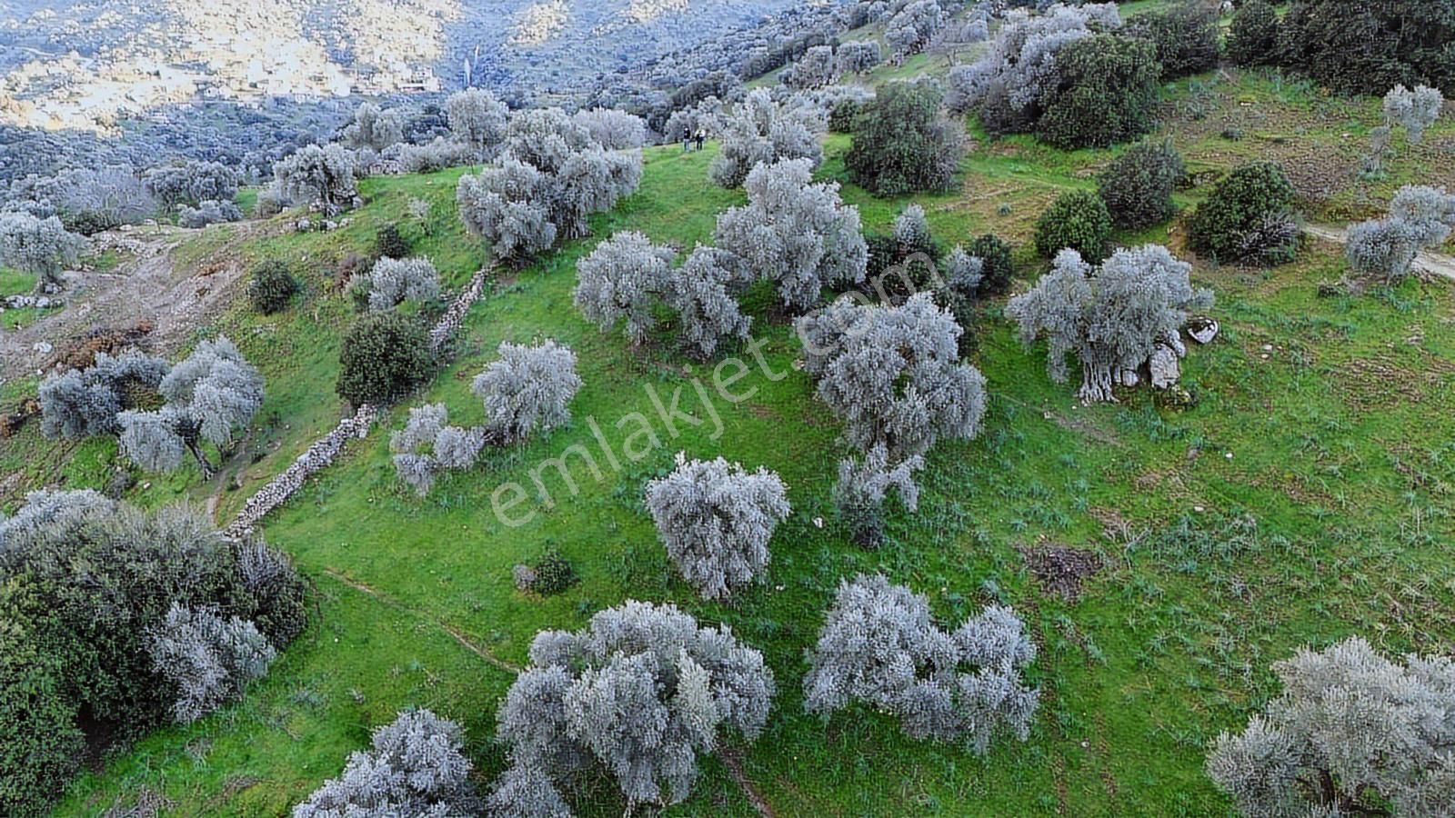 Aydın Koçarlı Hacıhamzalar'da Satılık Manzaralı Zeytinlik - Görsel 20