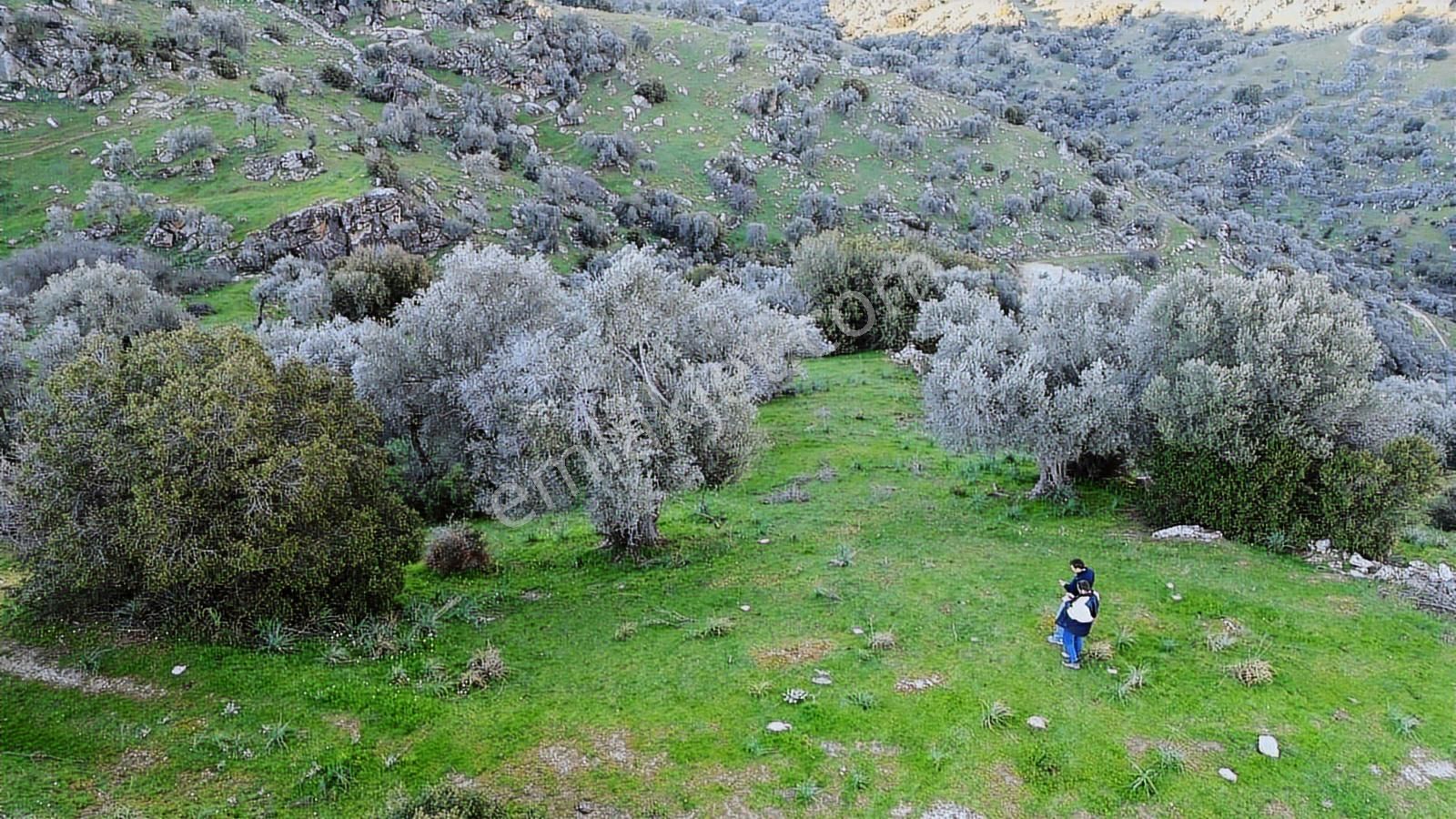 Aydın Koçarlı Hacıhamzalar'da Satılık Manzaralı Zeytinlik - Görsel 32