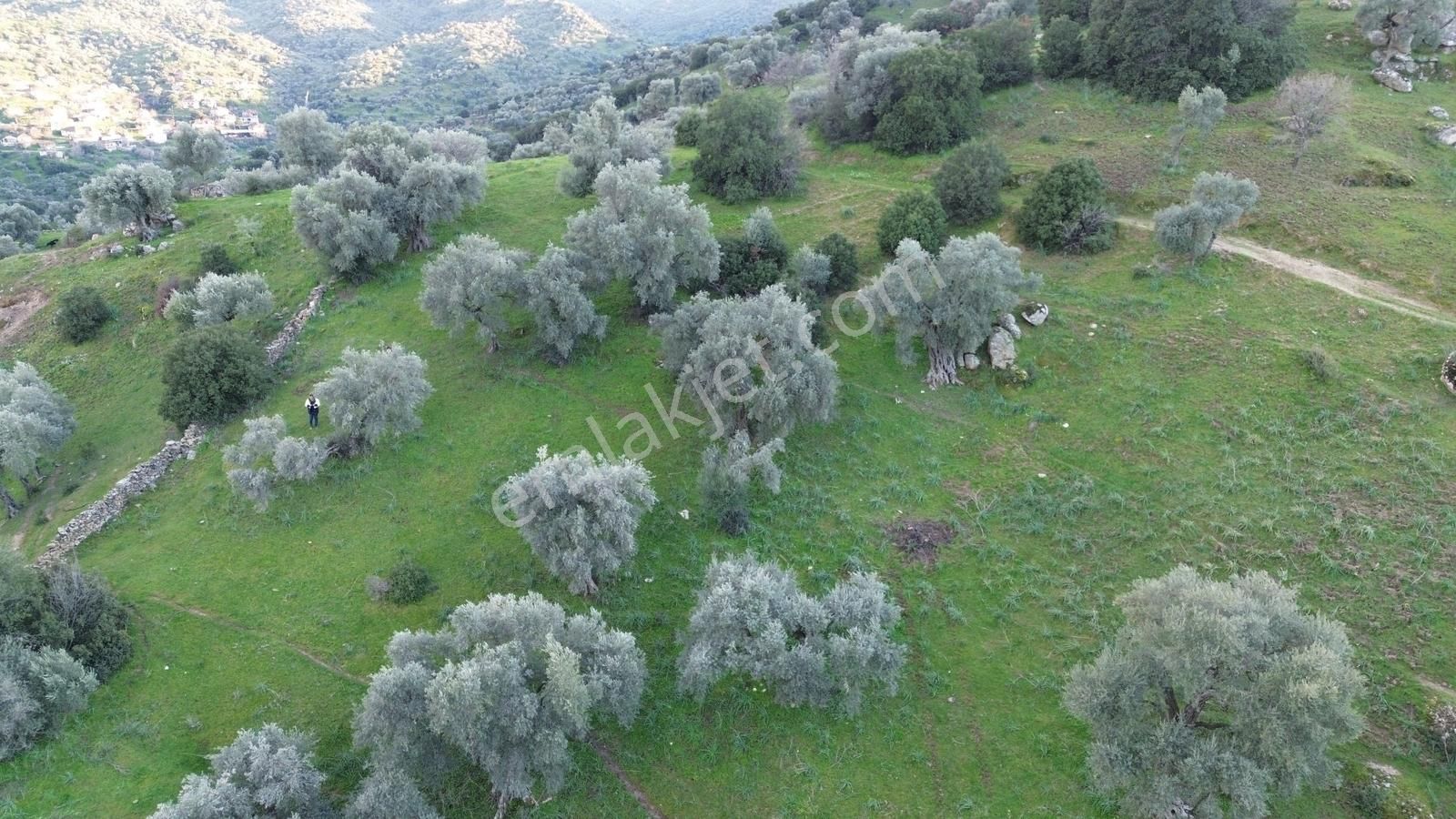 Aydın Koçarlı Hacıhamzalar'da Satılık Manzaralı Zeytinlik - Görsel 8