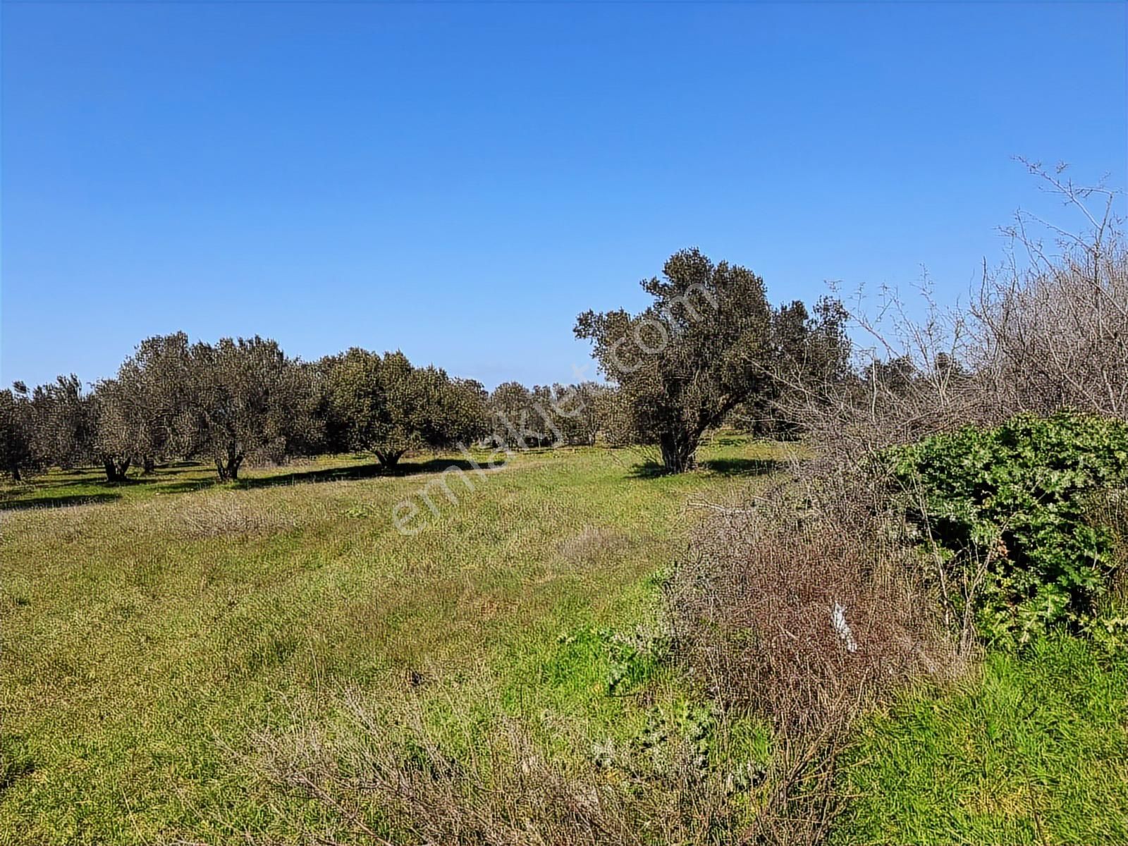 Turpa Arxes'ten Kınık Cumalı Mah 3800 M2 Zeytinlik Satılıktır. - Görsel 7