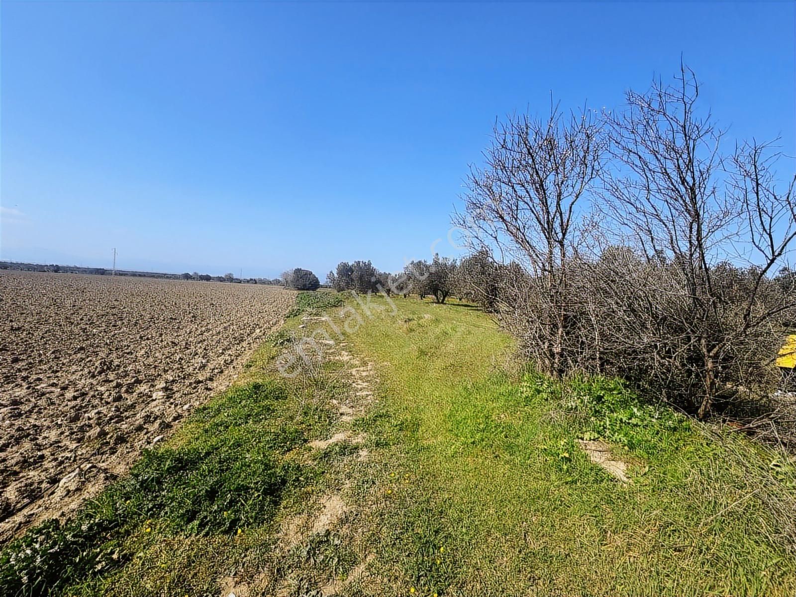 Turpa Arxes'ten Kınık Cumalı Mah 3800 M2 Zeytinlik Satılıktır. - Görsel 11