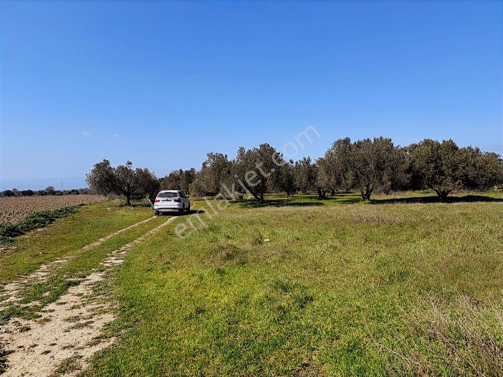 Turpa Arxes'ten Kınık Cumalı Mah 3800 M2 Zeytinlik Satılıktır. - Görsel 3