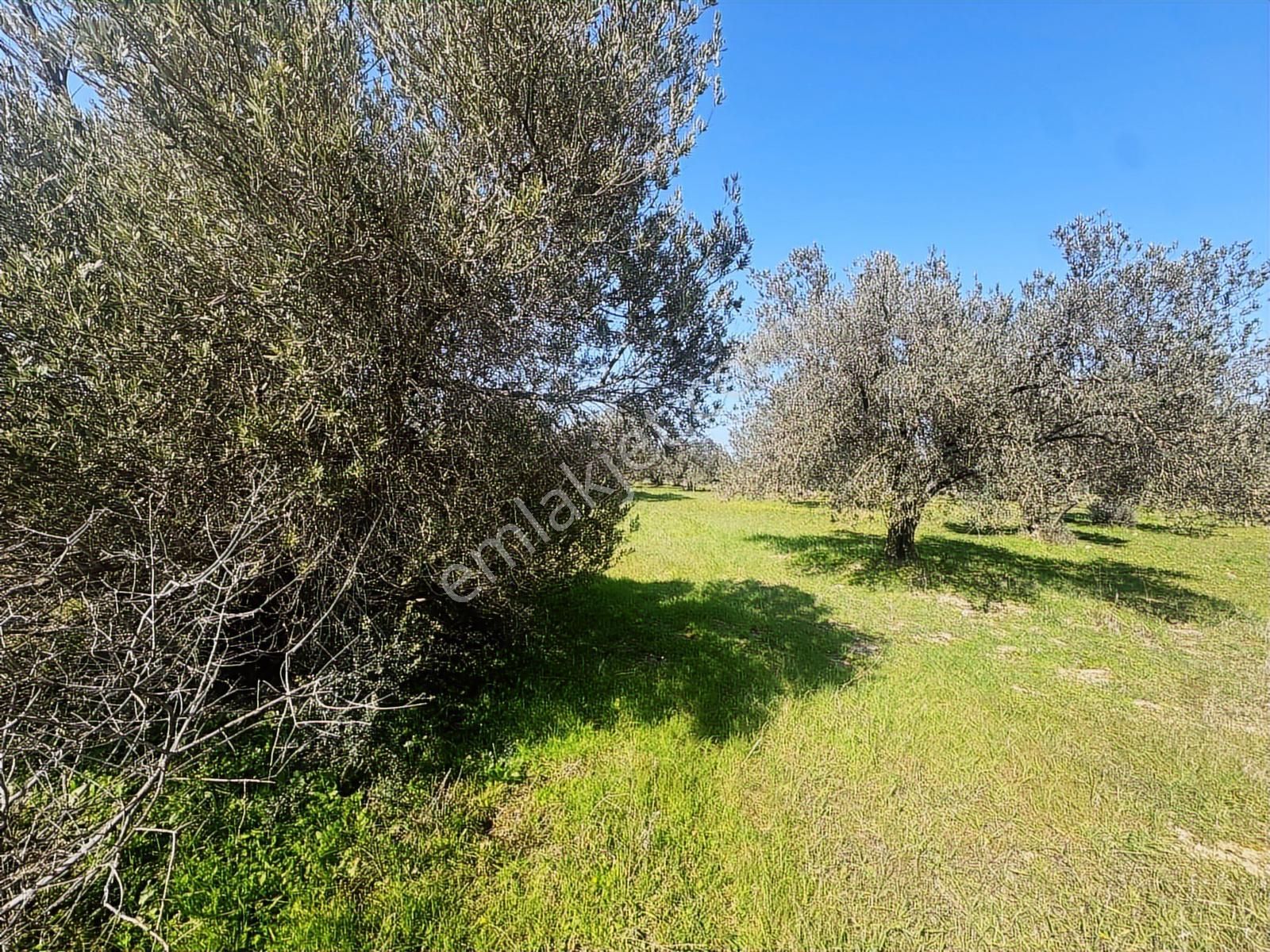 Turpa Arxes'ten Kınık Cumalı Mah 3800 M2 Zeytinlik Satılıktır. - Görsel 10