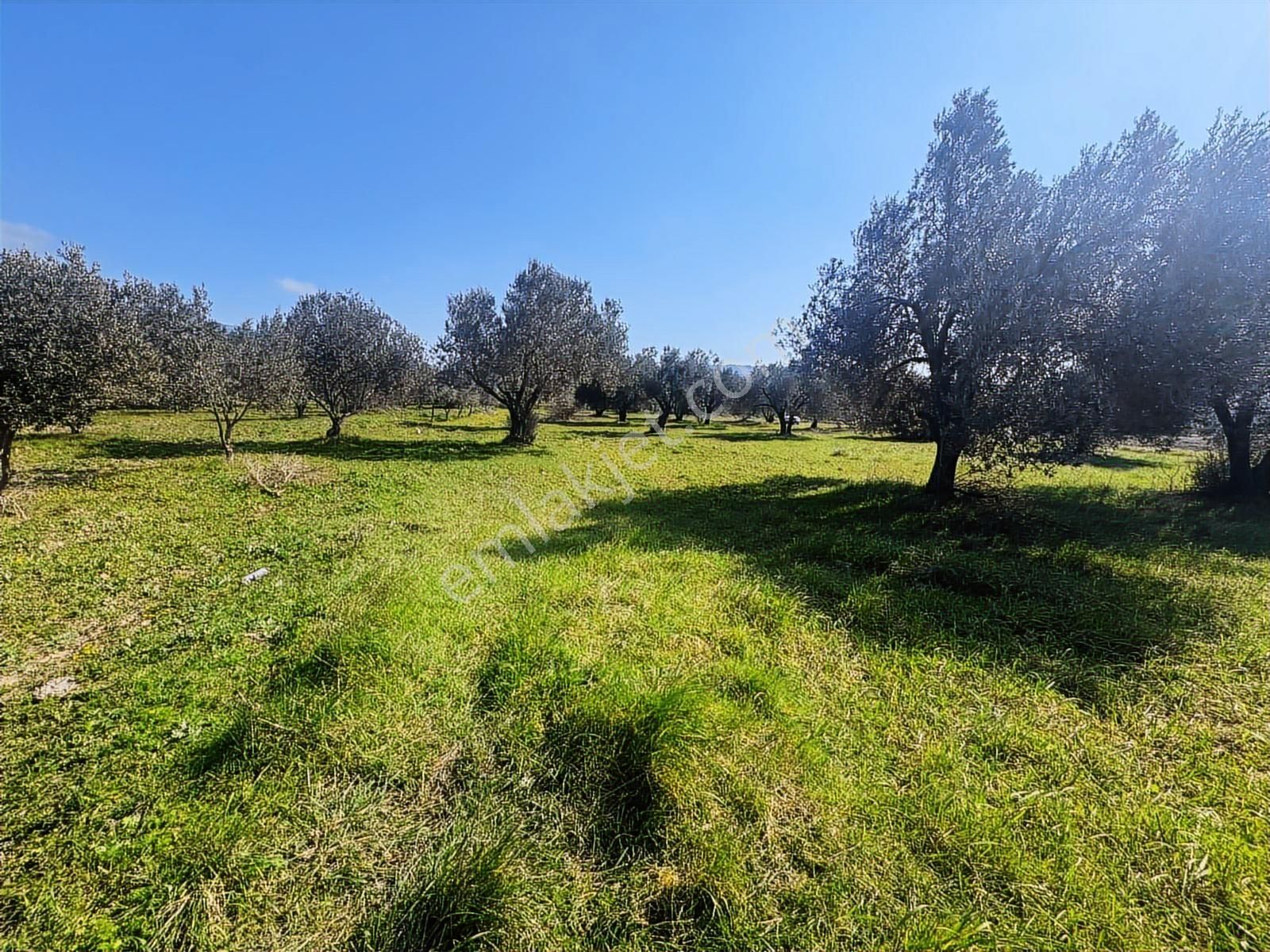 Turpa Arxes'ten Kınık Cumalı Mah 3800 M2 Zeytinlik Satılıktır. - Görsel 9