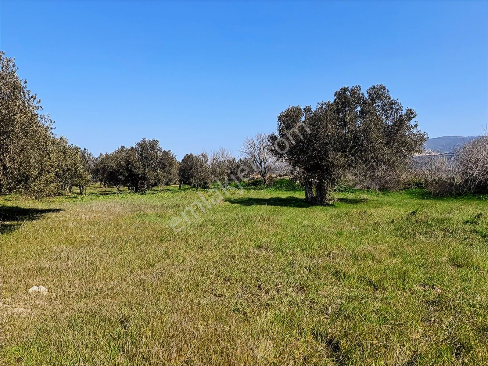 Turpa Arxes'ten Kınık Cumalı Mah 3800 M2 Zeytinlik Satılıktır. - Görsel 8