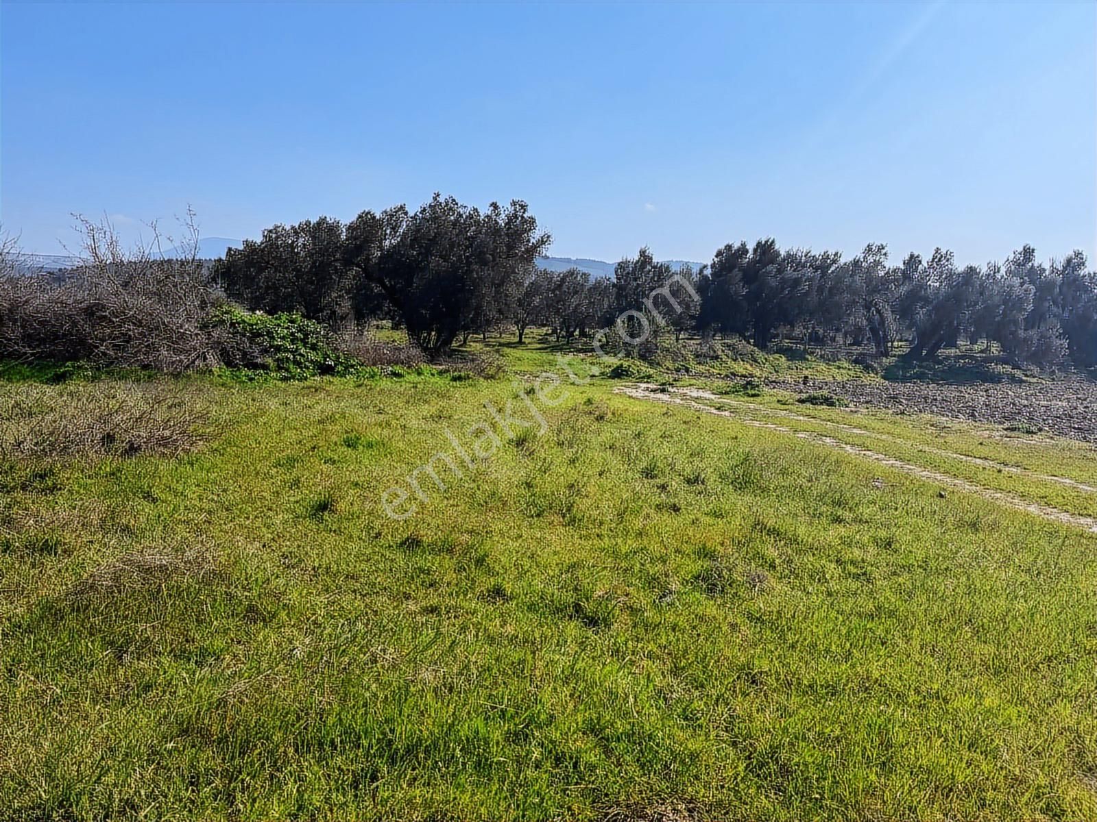 Turpa Arxes'ten Kınık Cumalı Mah 3800 M2 Zeytinlik Satılıktır. - Görsel 13