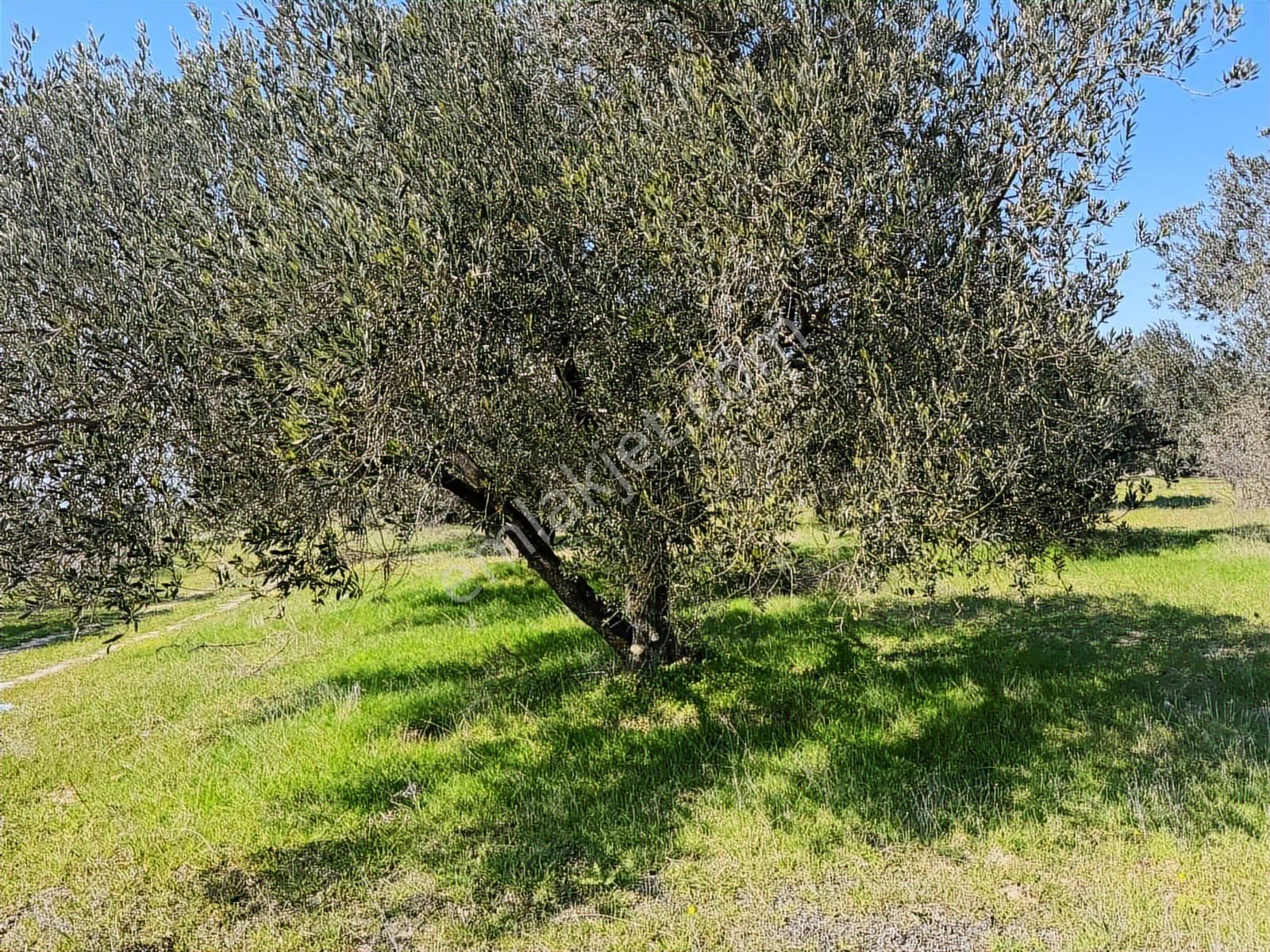 Turpa Arxes'ten Kınık Cumalı Mah 3800 M2 Zeytinlik Satılıktır. - Görsel 6