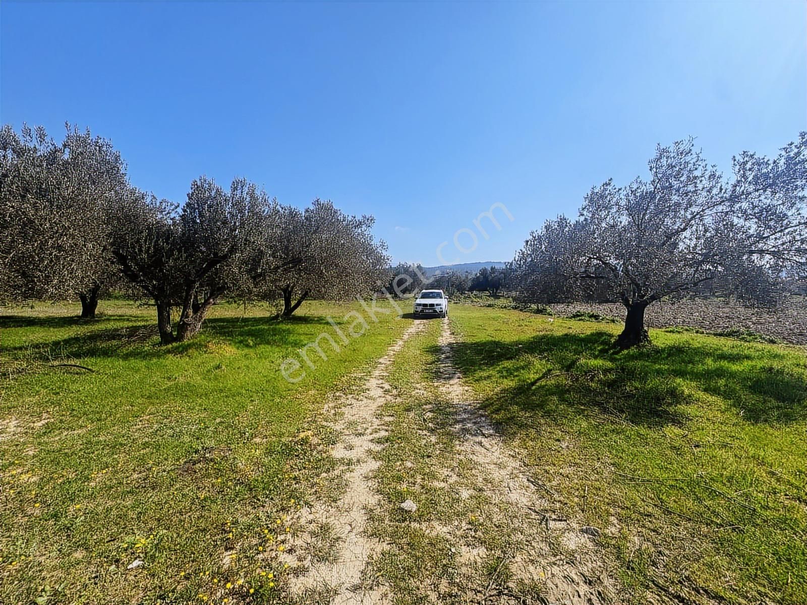 Turpa Arxes'ten Kınık Cumalı Mah 3800 M2 Zeytinlik Satılıktır. - Görsel 12