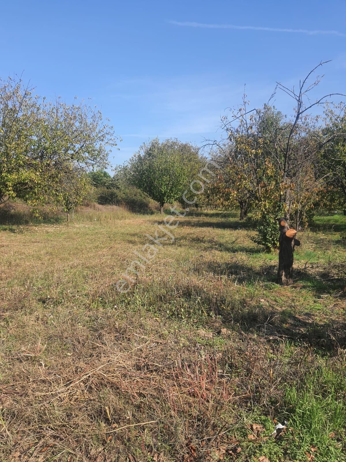 Gökçealan Köyü'nde 273m² Kiraz Ağaçlı Tarla - Görsel 11