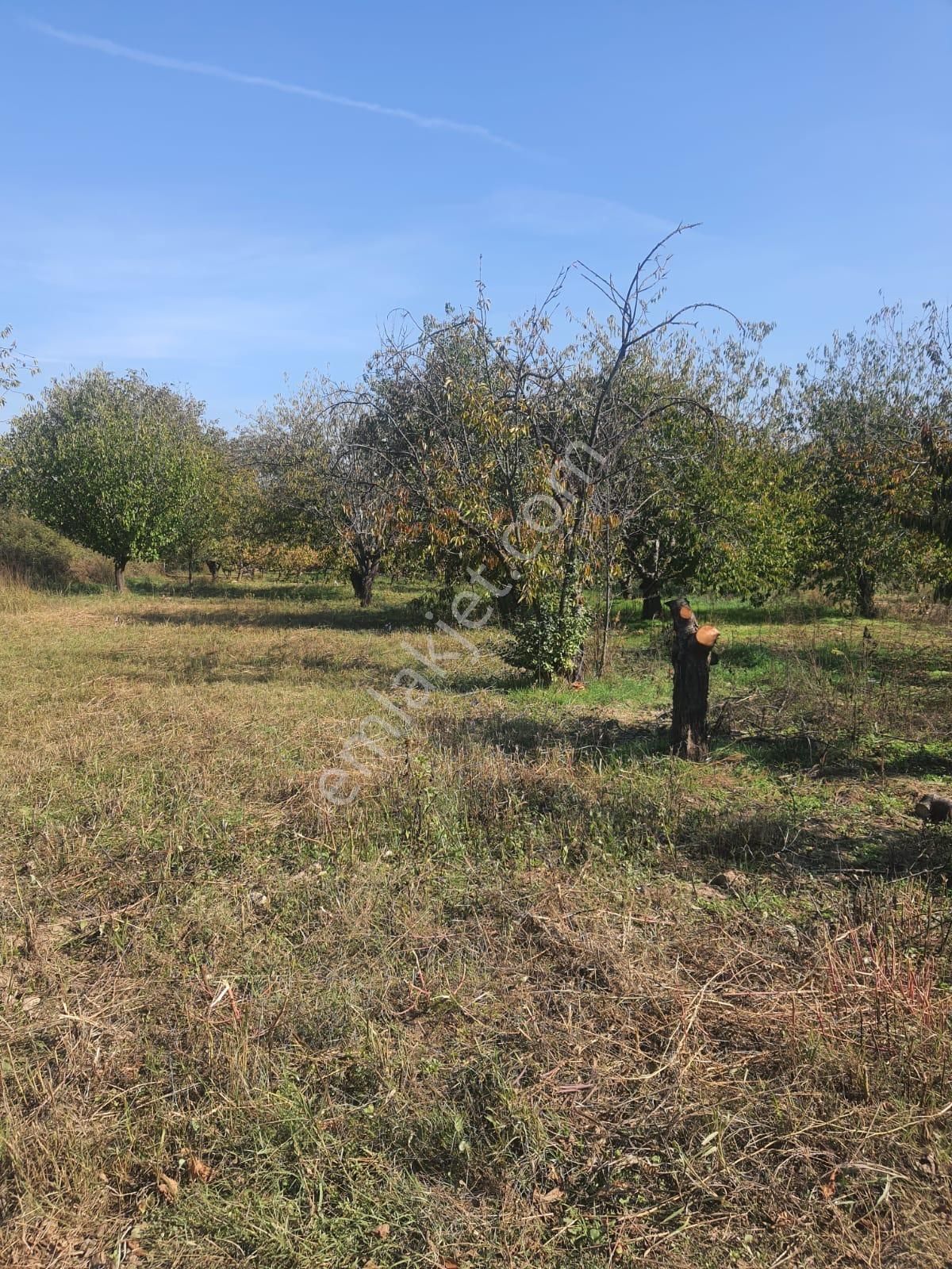 Gökçealan Köyü'nde 273m² Kiraz Ağaçlı Tarla - Görsel 6