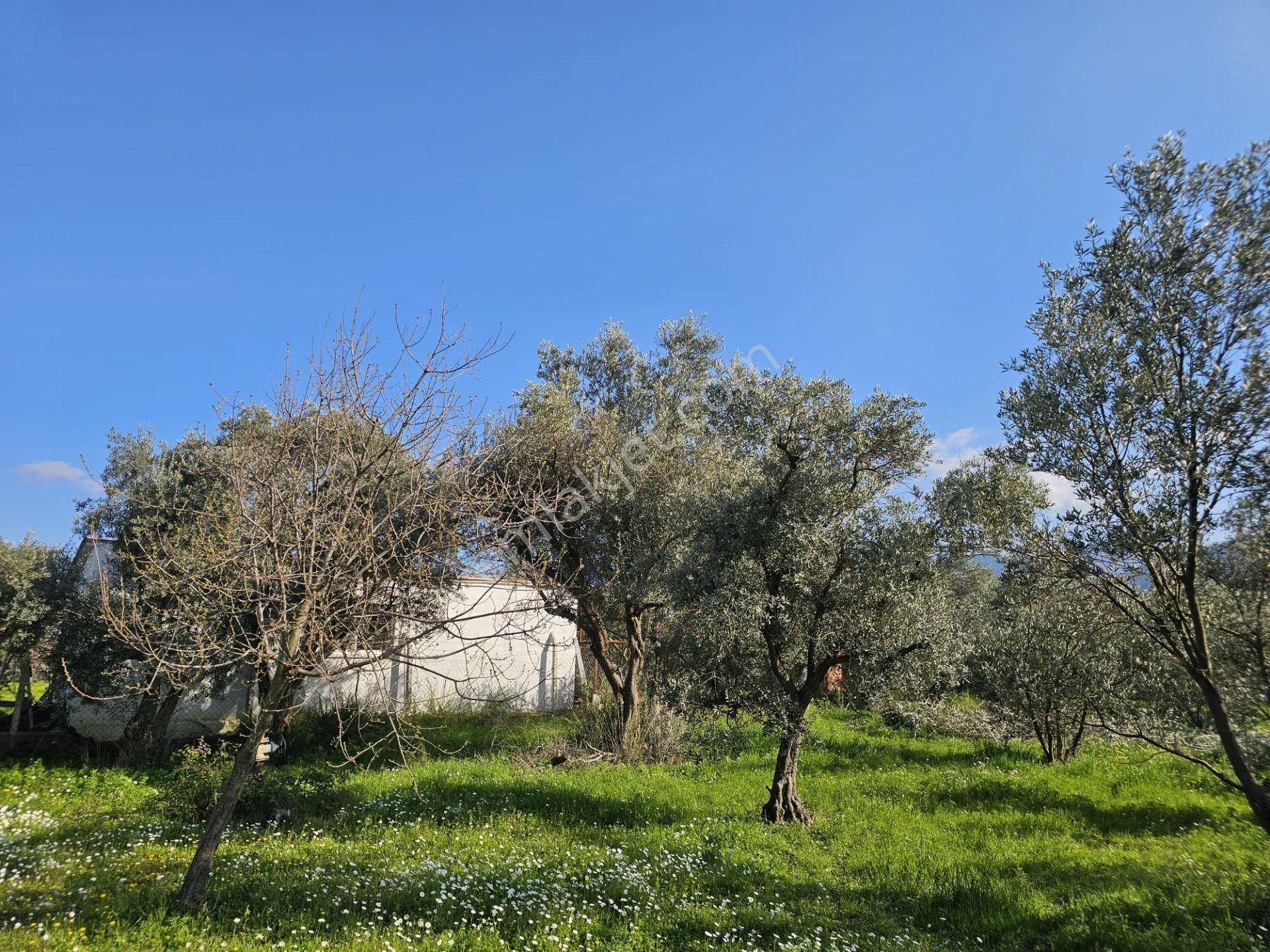 Satılık 2500m² Zeytin Bahçesi - Kemalpaşa, Yiğitler - Görsel 11