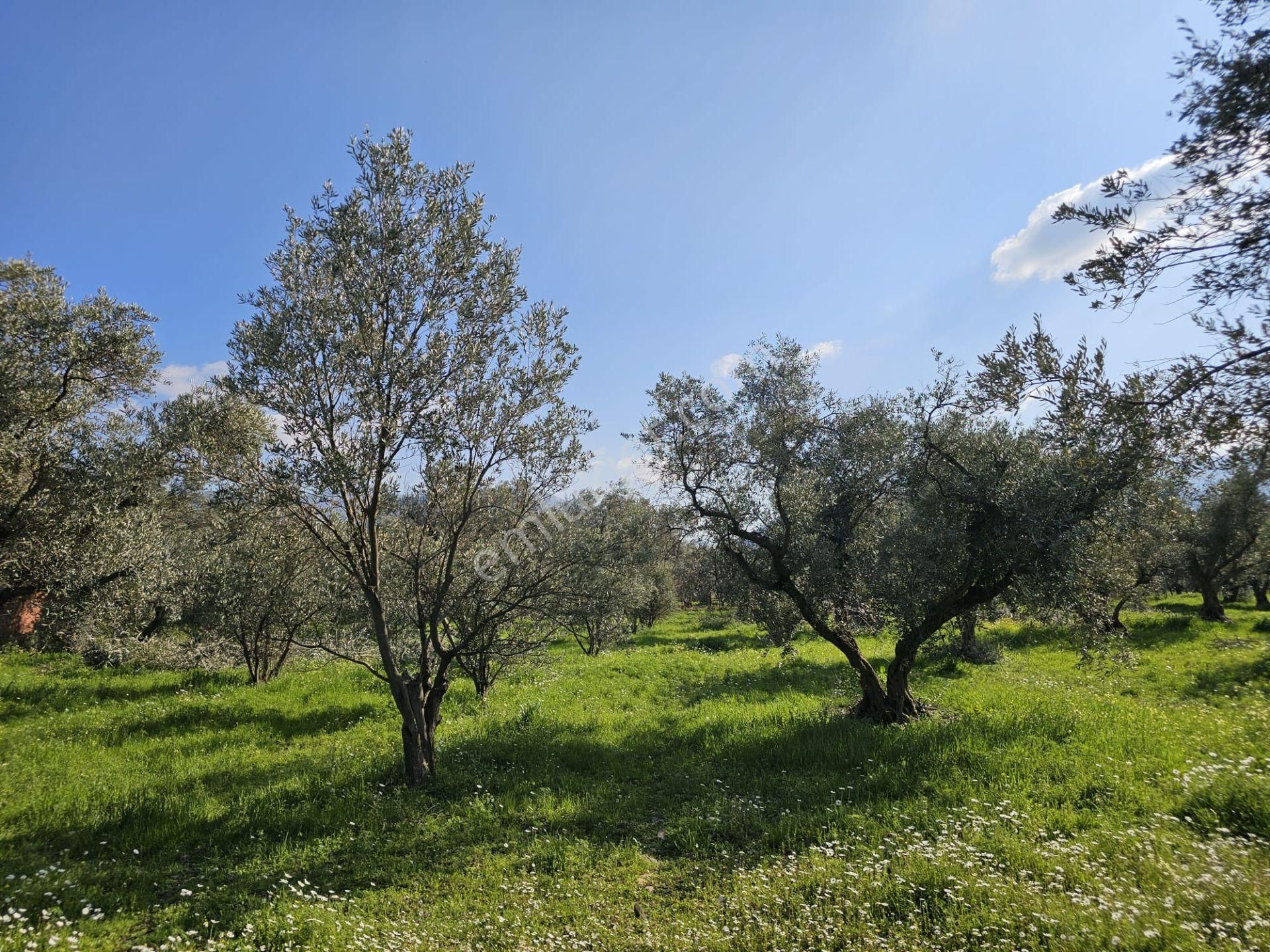 Satılık 2500m² Zeytin Bahçesi - Kemalpaşa, Yiğitler - Görsel 10