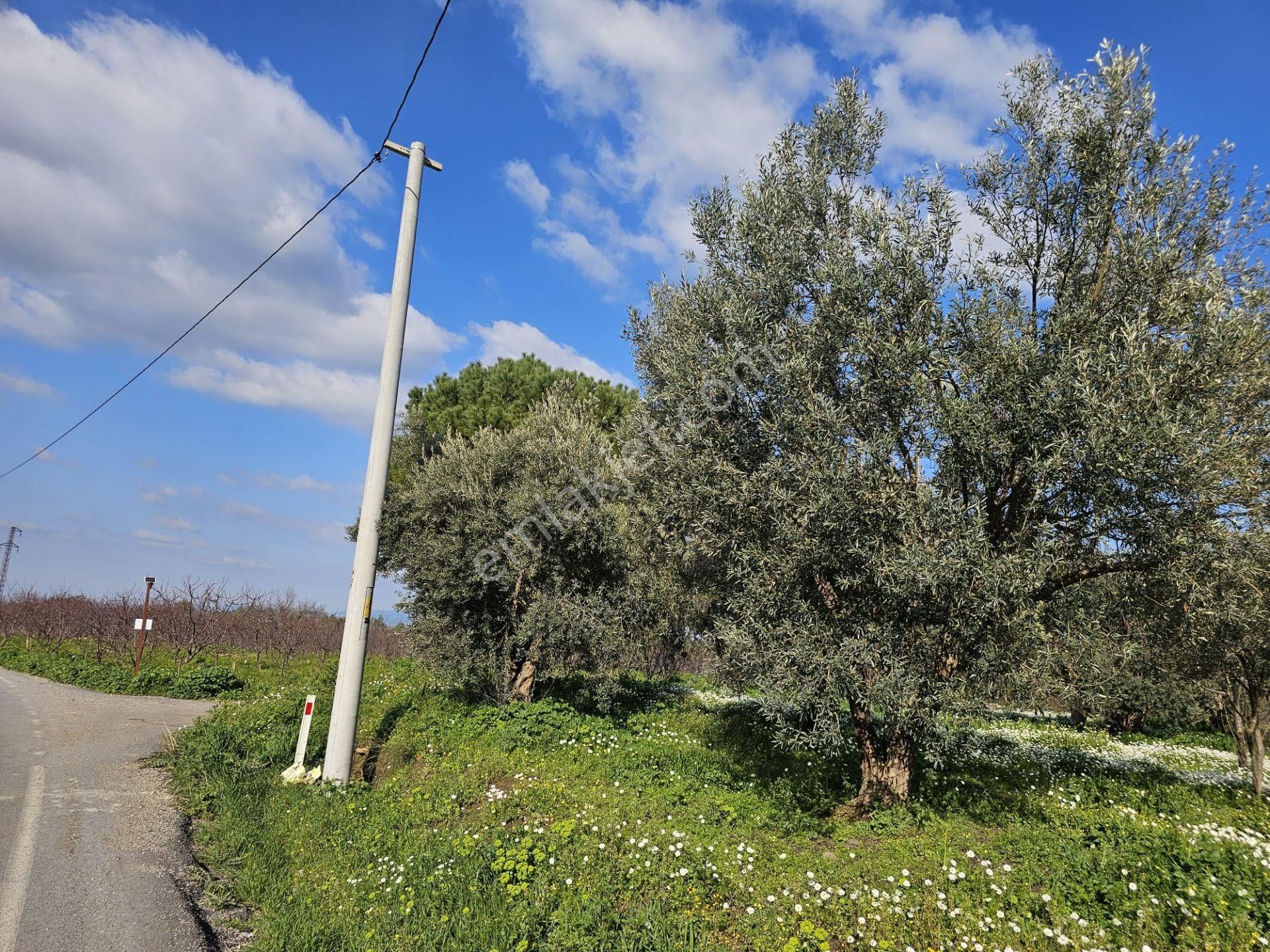 Satılık 2500m² Zeytin Bahçesi - Kemalpaşa, Yiğitler - Görsel 4