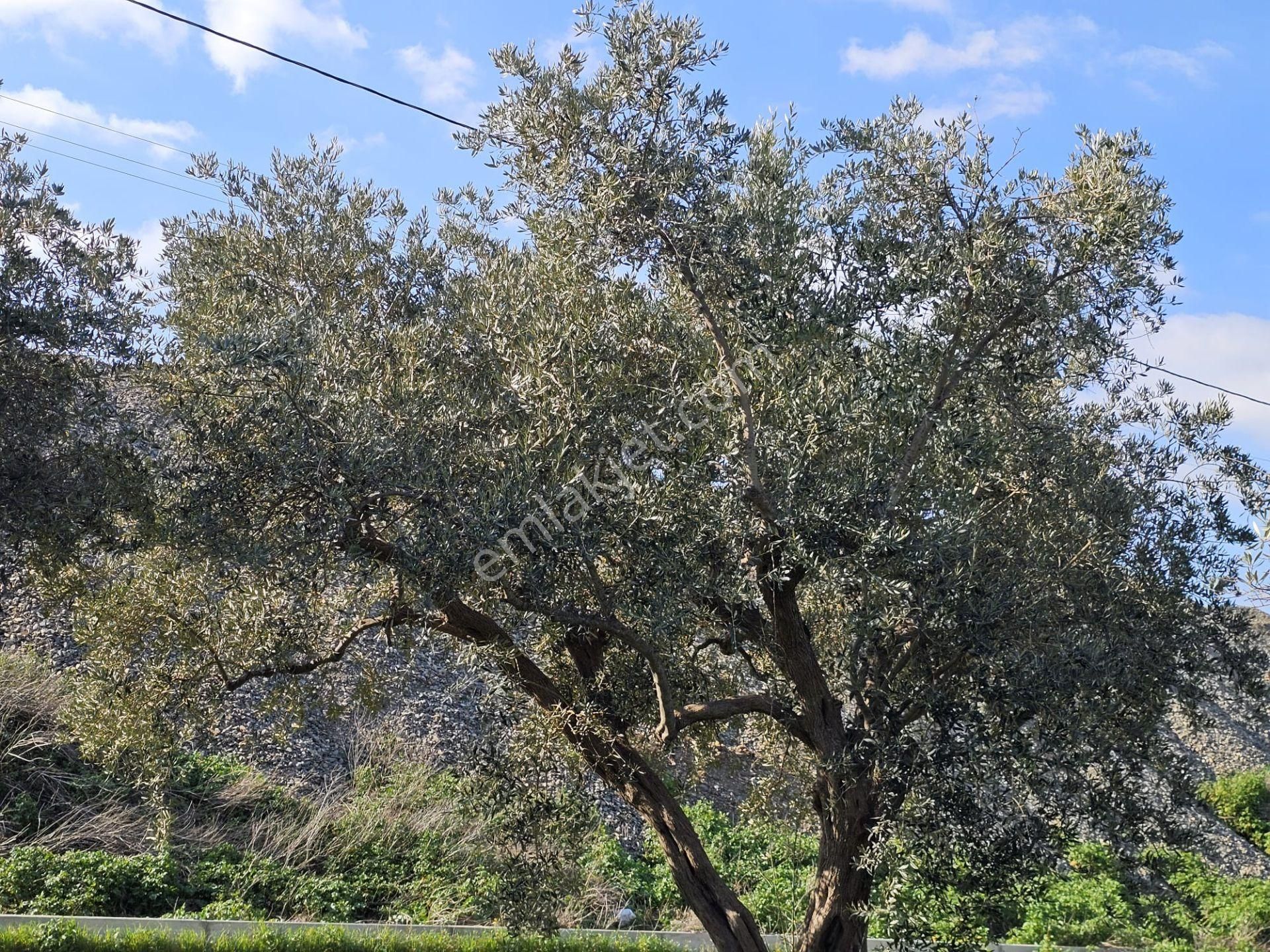 Satılık 2500m² Zeytin Bahçesi - Kemalpaşa, Yiğitler - Görsel 15