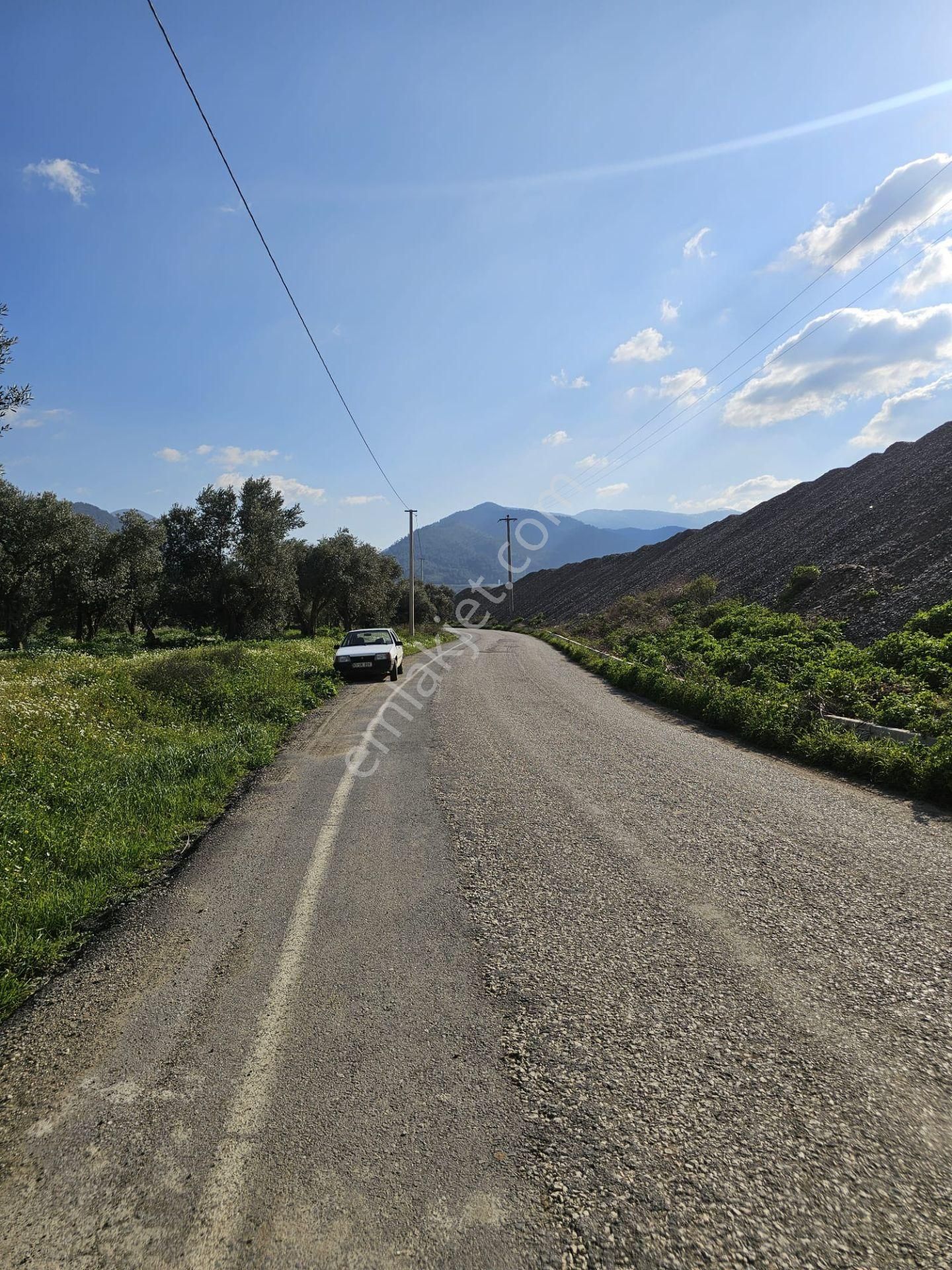 Satılık 2500m² Zeytin Bahçesi - Kemalpaşa, Yiğitler