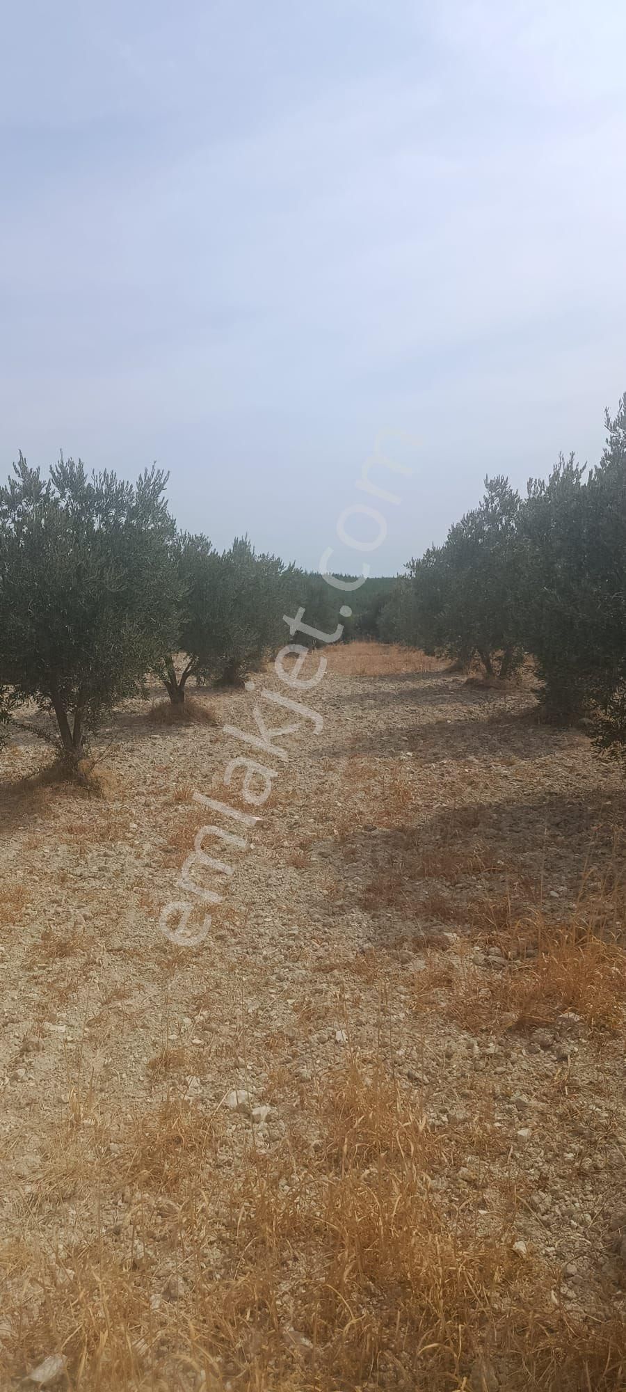 İzmir Kınık Çiftlikköy’den Satılık Zeytinlik - Görsel 4