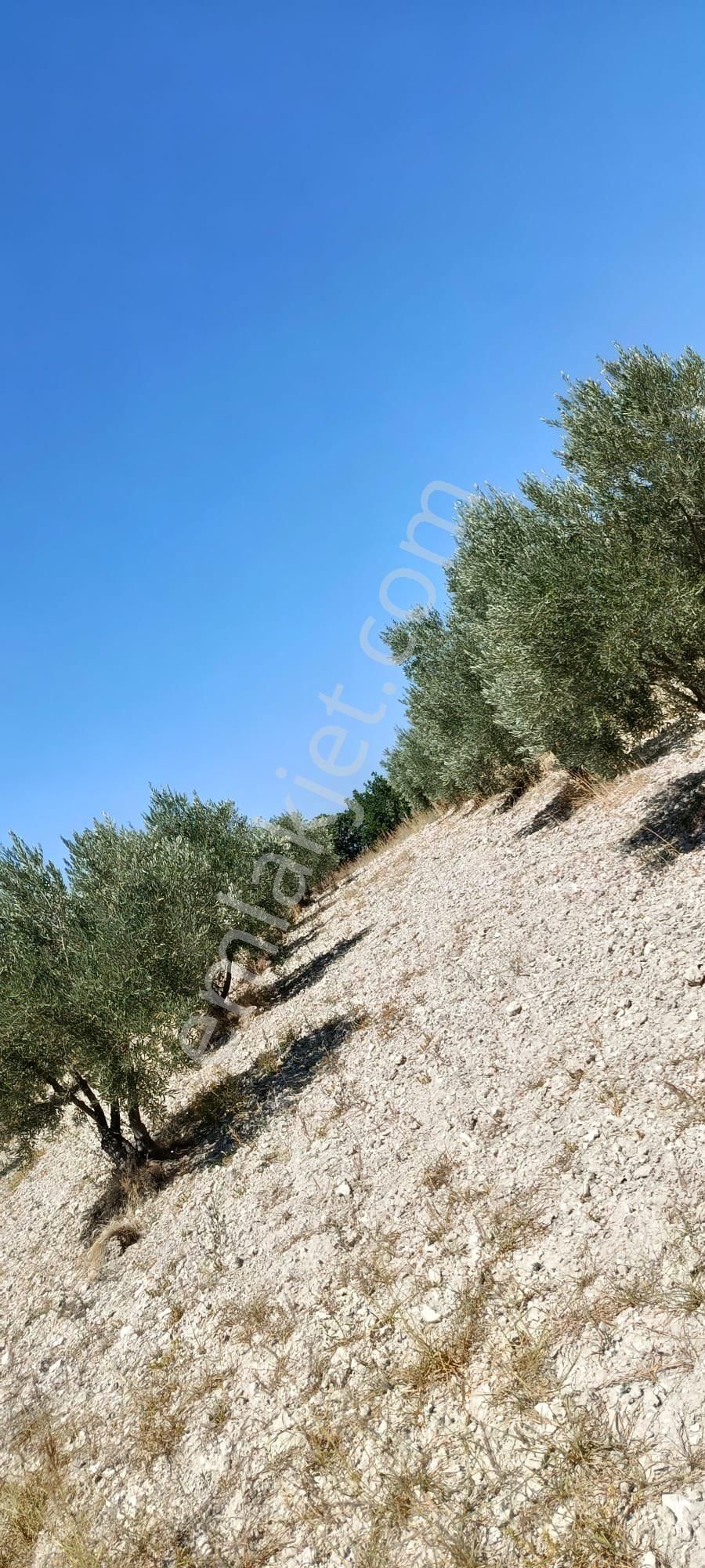 İzmir Kınık Çiftlikköy’den Satılık Zeytinlik - Görsel 22