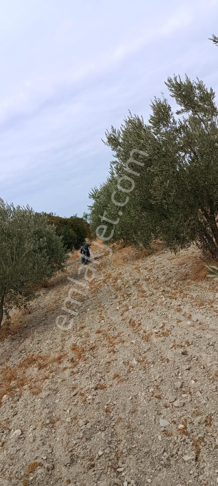 İzmir Kınık Çiftlikköy’den Satılık Zeytinlik - Görsel 2