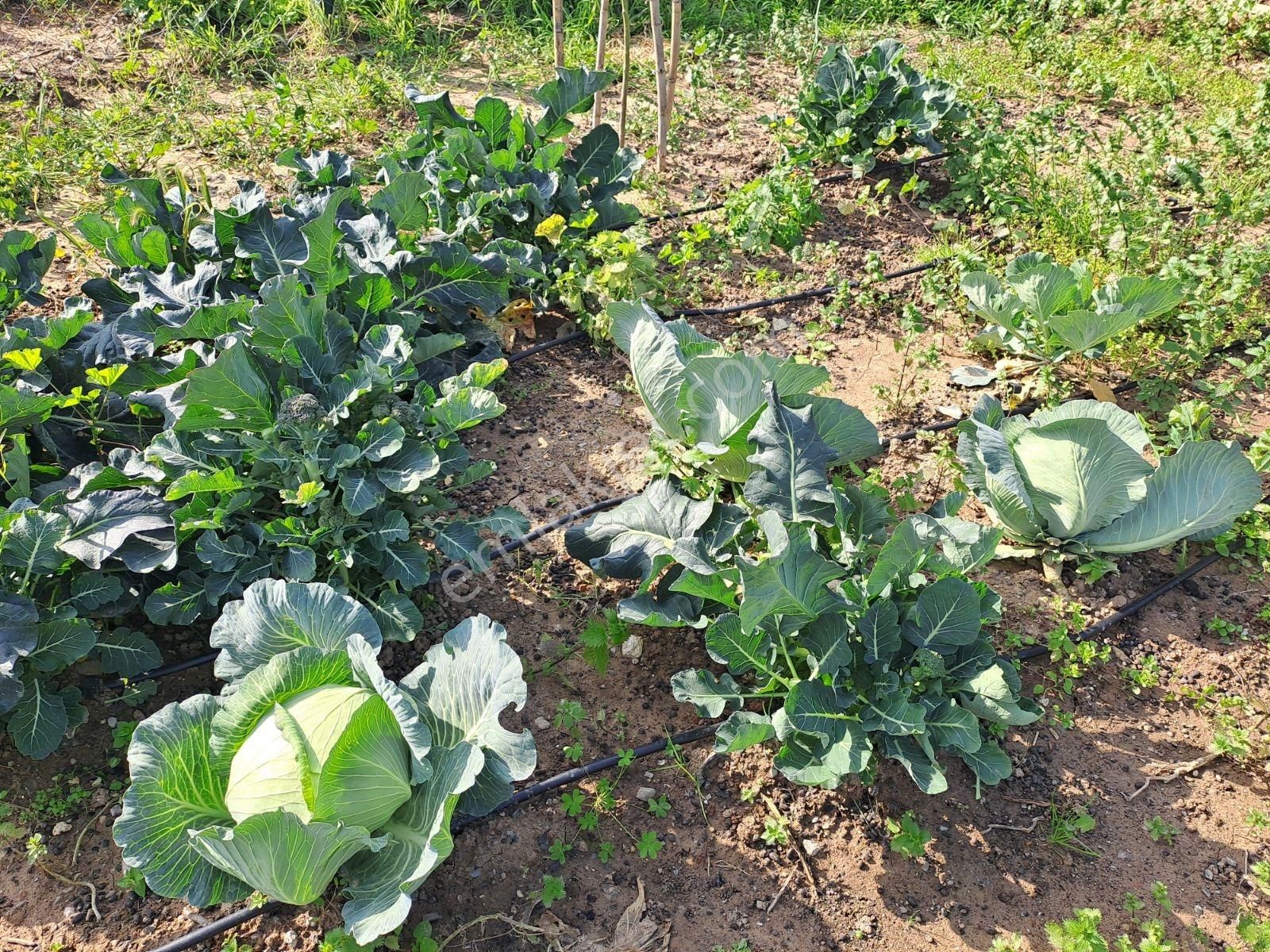 Gümüldür Merkezde Müstakil Yaşam Bahçesi - Görsel 3