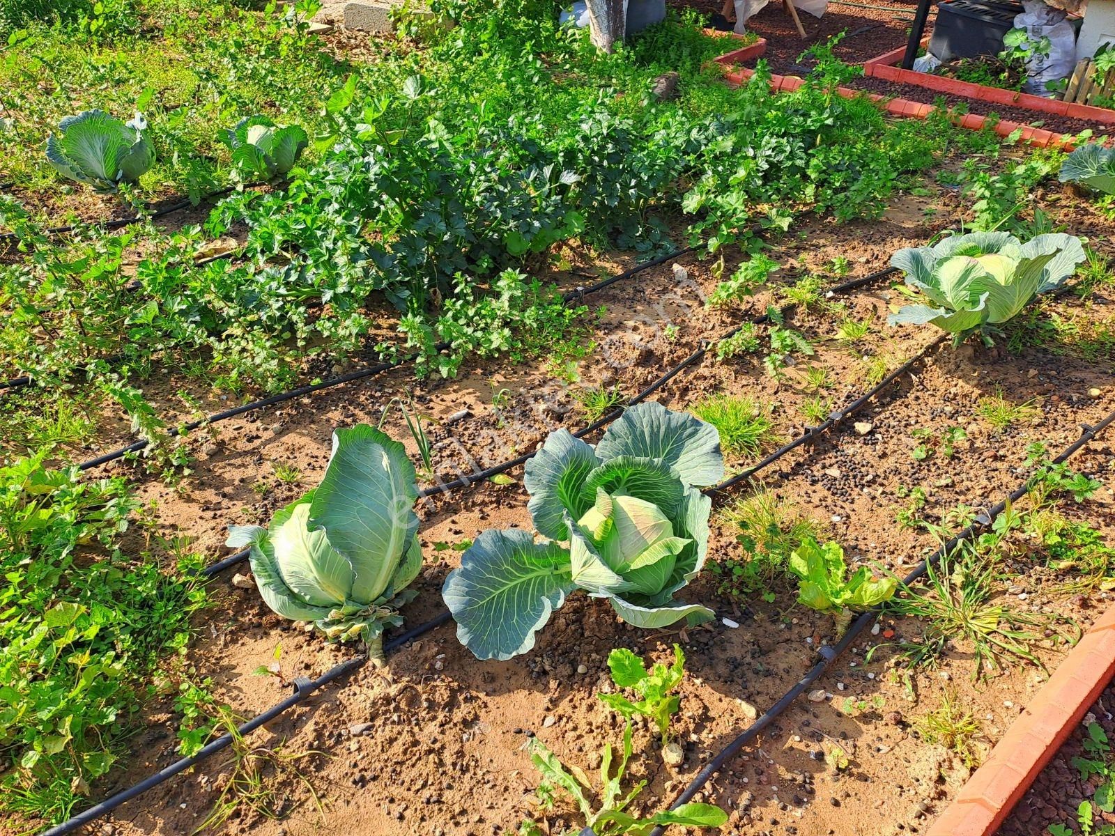 Gümüldür Merkezde Müstakil Yaşam Bahçesi - Görsel 17