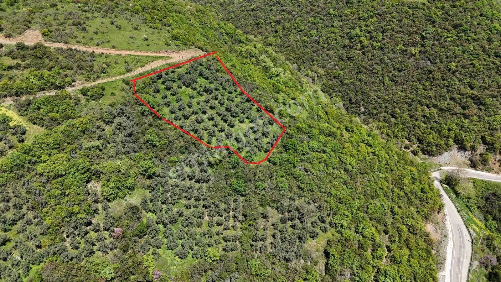 Bursa Mudanya Kaymakoba Manzaralı Satılık Zeytinlik 3513 M2