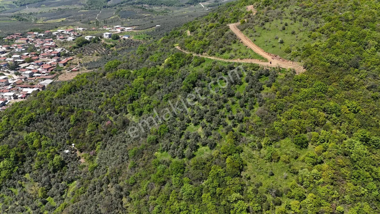 Bursa Mudanya Kaymakoba Manzaralı Satılık Zeytinlik 3513 M2 - Görsel 2