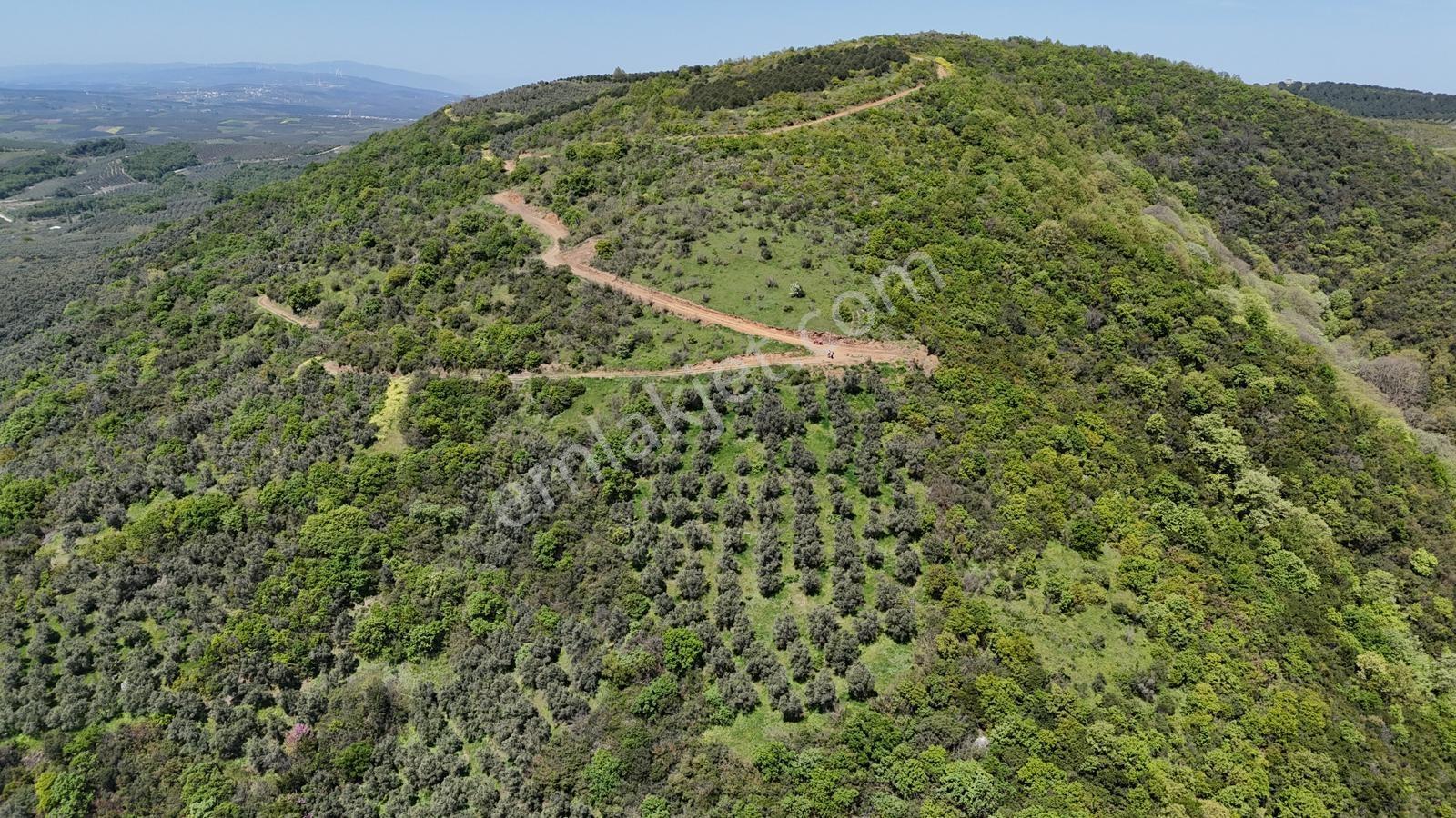 Bursa Mudanya Kaymakoba Manzaralı Satılık Zeytinlik 3513 M2 - Görsel 10