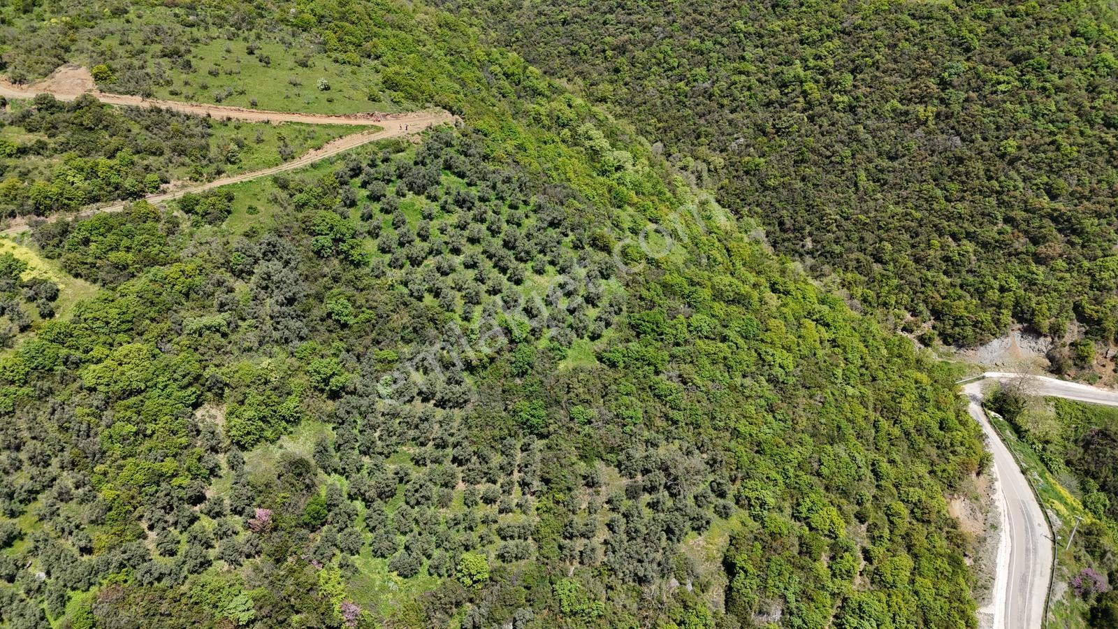 Bursa Mudanya Kaymakoba Manzaralı Satılık Zeytinlik 3513 M2 - Görsel 8