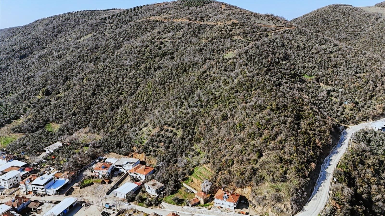 Bursa Mudanya Kaymakoba Manzaralı Satılık Zeytinlik 3513 M2