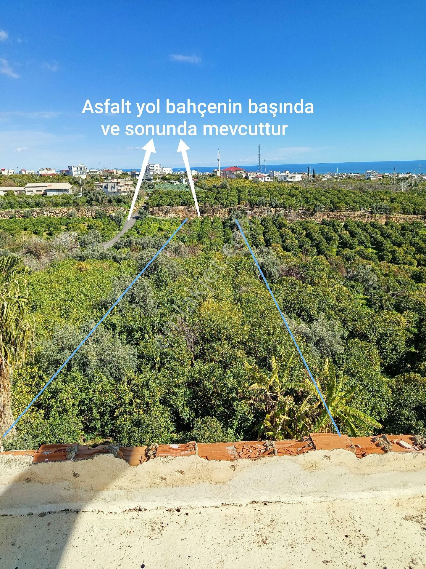 Limon Bahçesi Ve İçindeki 3 Daire Satılıktır