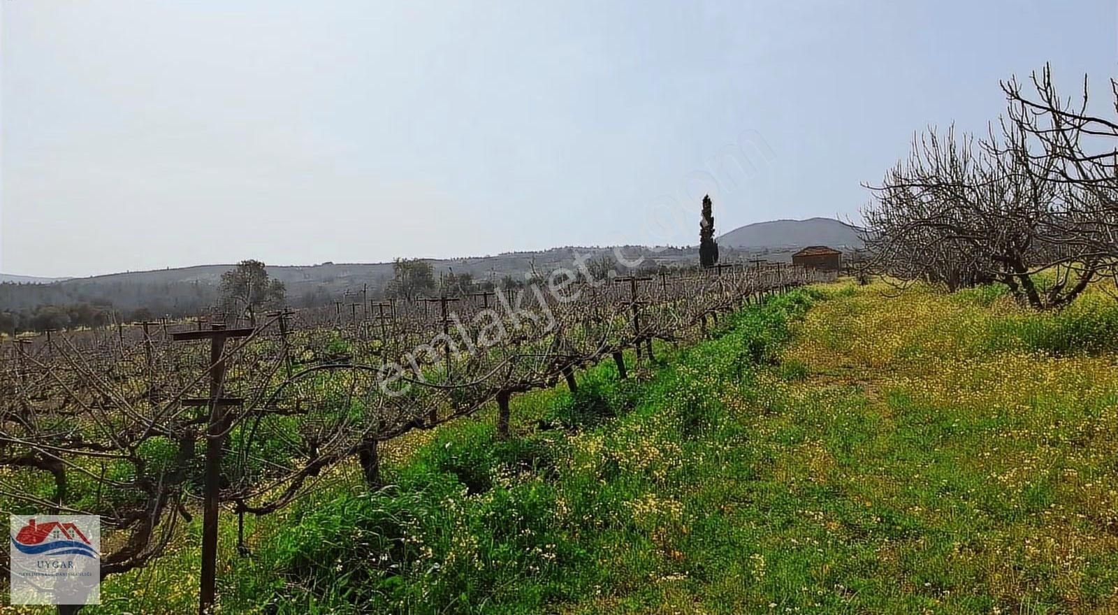 Aydın Kuşadası Çınarköyü Kahvederesi Mevkisi - Görsel 5