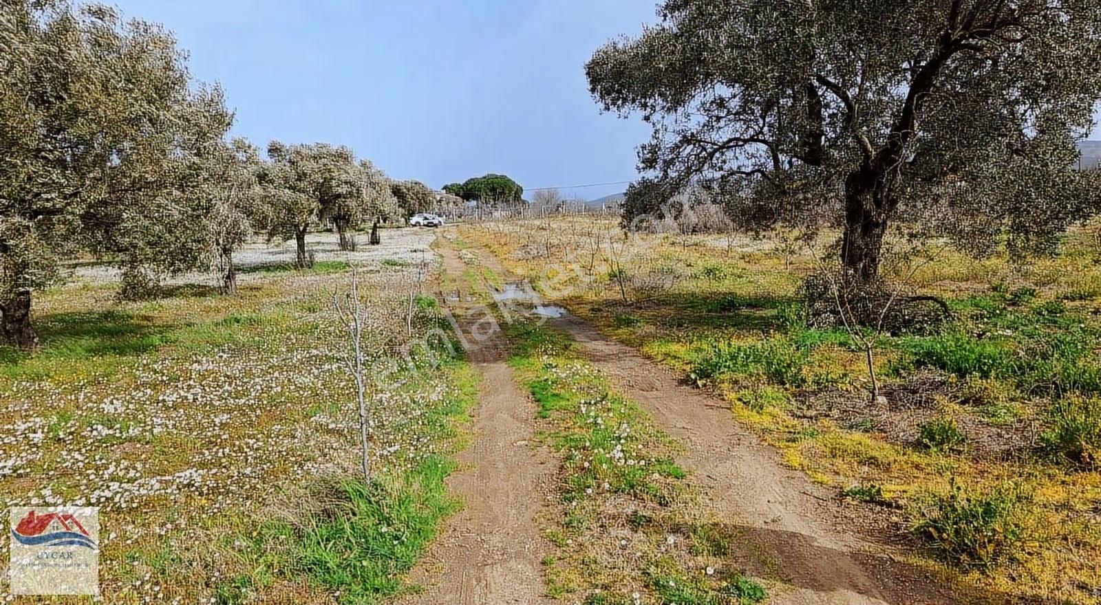 Aydın Kuşadası Çınarköyü Kahvederesi Mevkisi - Görsel 4