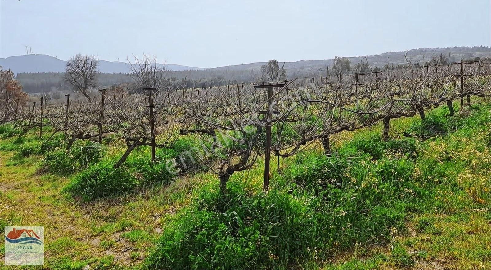 Aydın Kuşadası Çınarköyü Kahvederesi Mevkisi - Görsel 6
