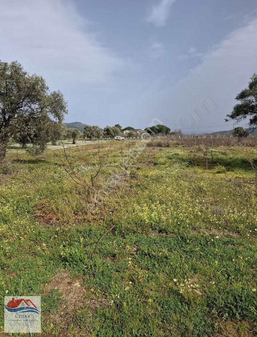 Aydın Kuşadası Çınarköyü Kahvederesi Mevkisi - Görsel 2