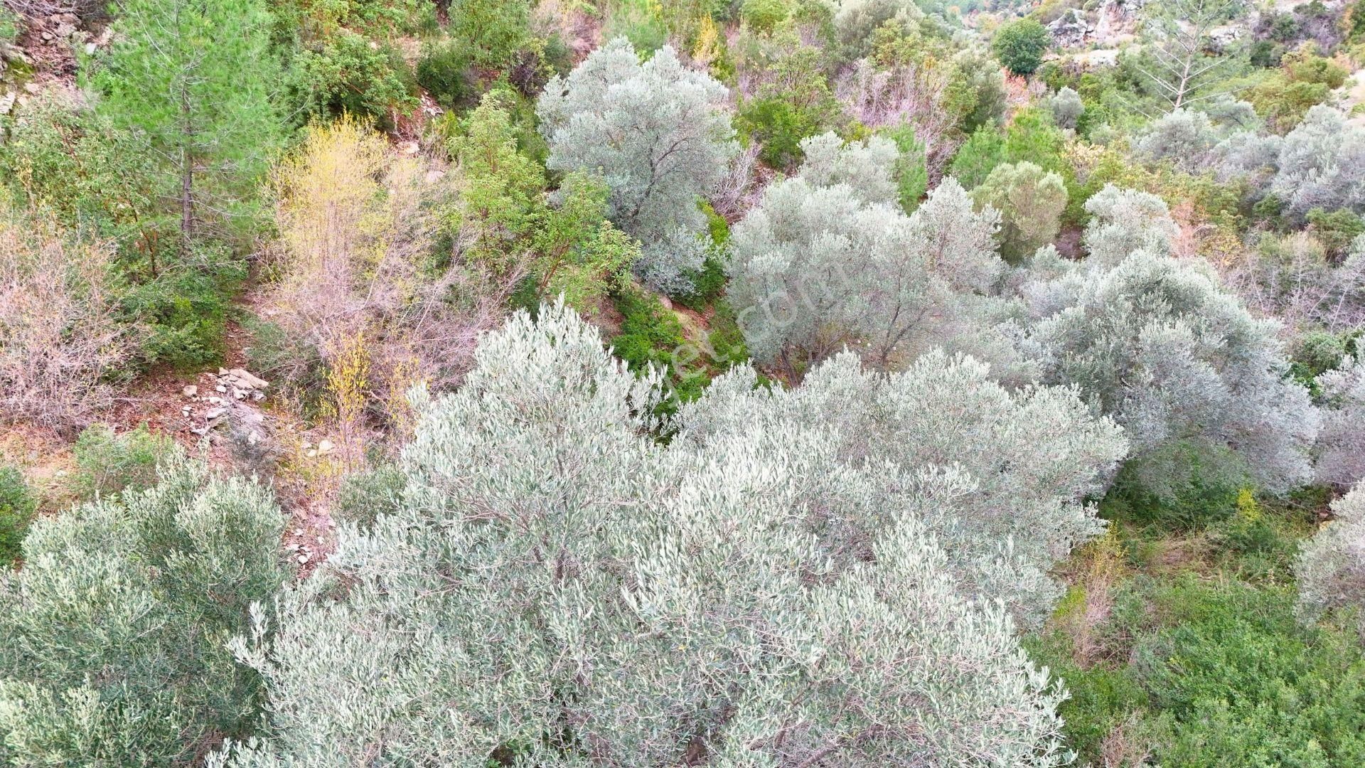 Alanya-karamanlar’ Da Satılık 4.470m² Arazi - Görsel 4