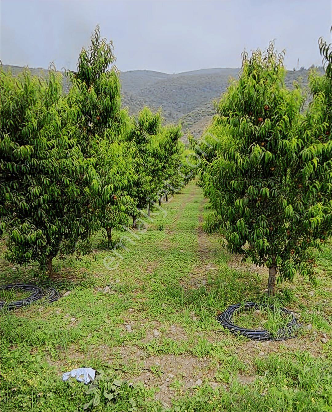 Bursa / İznik /dereköy /5787 M2/ Satılık Şeftali Bahçesi