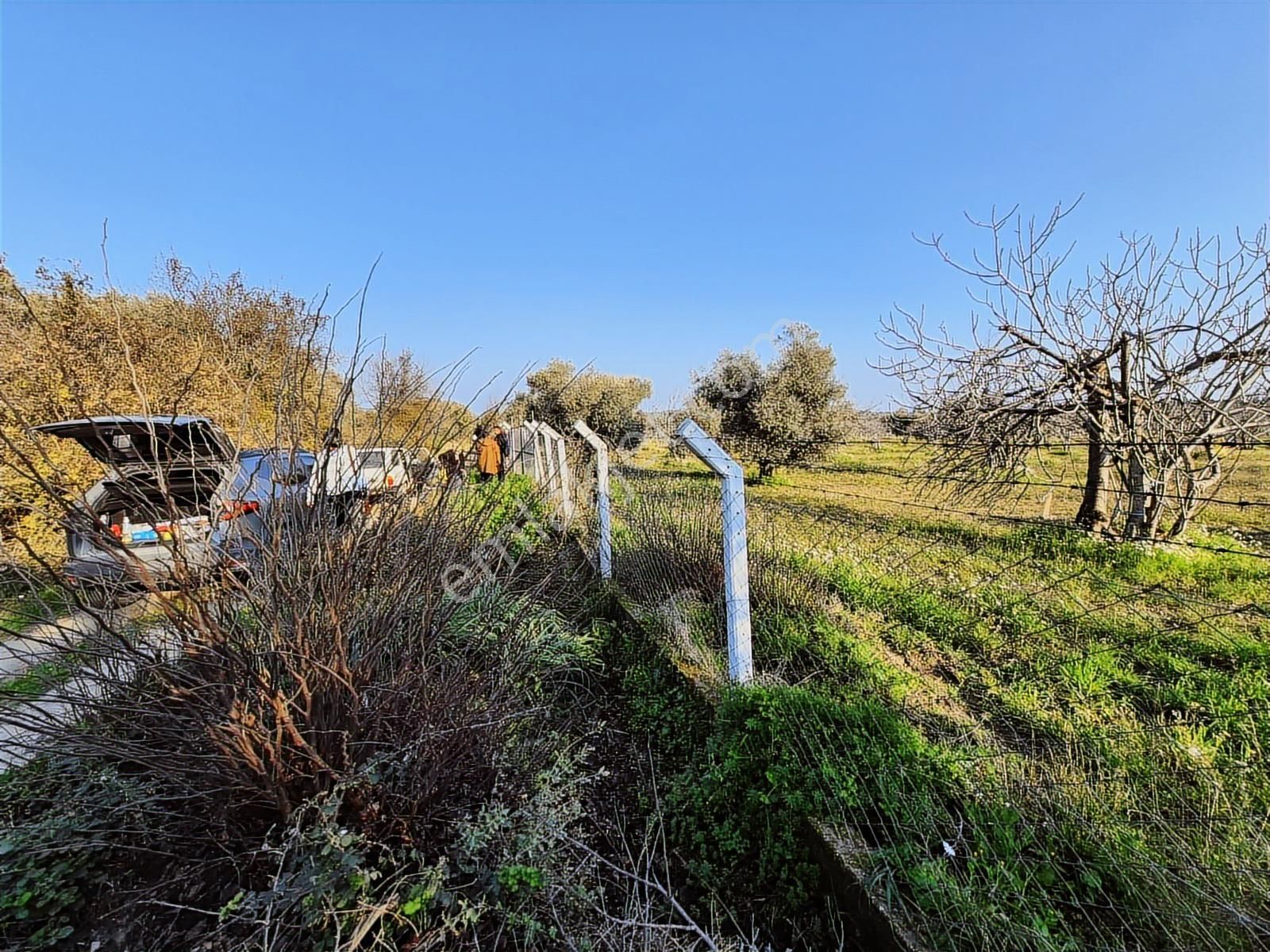 Ortaklar'da Emsallerin Altında Satılık İncir Ve Zeytin Bahçesi - Görsel 3