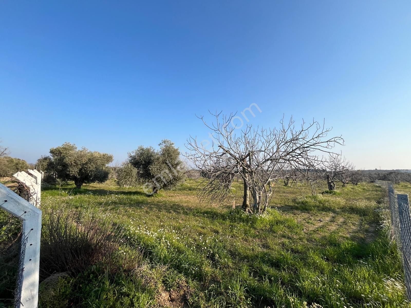 Ortaklar'da Emsallerin Altında Satılık İncir Ve Zeytin Bahçesi - Görsel 11