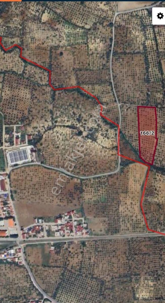 Ortaklar'da Emsallerin Altında Satılık İncir Ve Zeytin Bahçesi