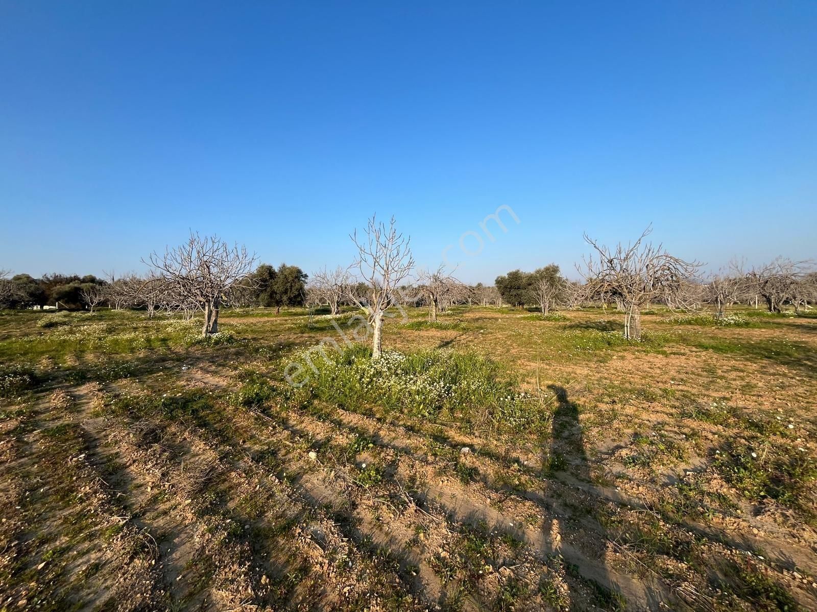 Ortaklar'da Emsallerin Altında Satılık İncir Ve Zeytin Bahçesi - Görsel 33