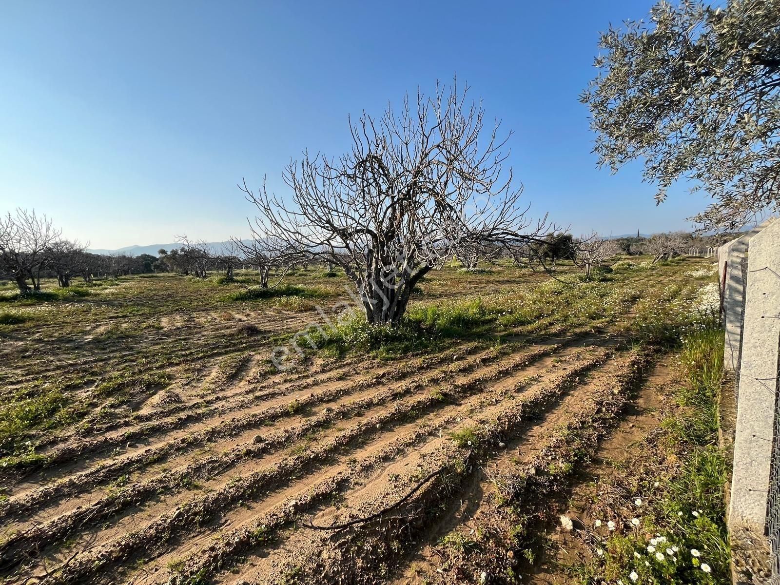 Ortaklar'da Emsallerin Altında Satılık İncir Ve Zeytin Bahçesi - Görsel 20