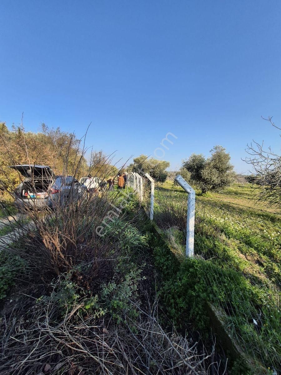 Ortaklar'da Emsallerin Altında Satılık İncir Ve Zeytin Bahçesi - Görsel 2