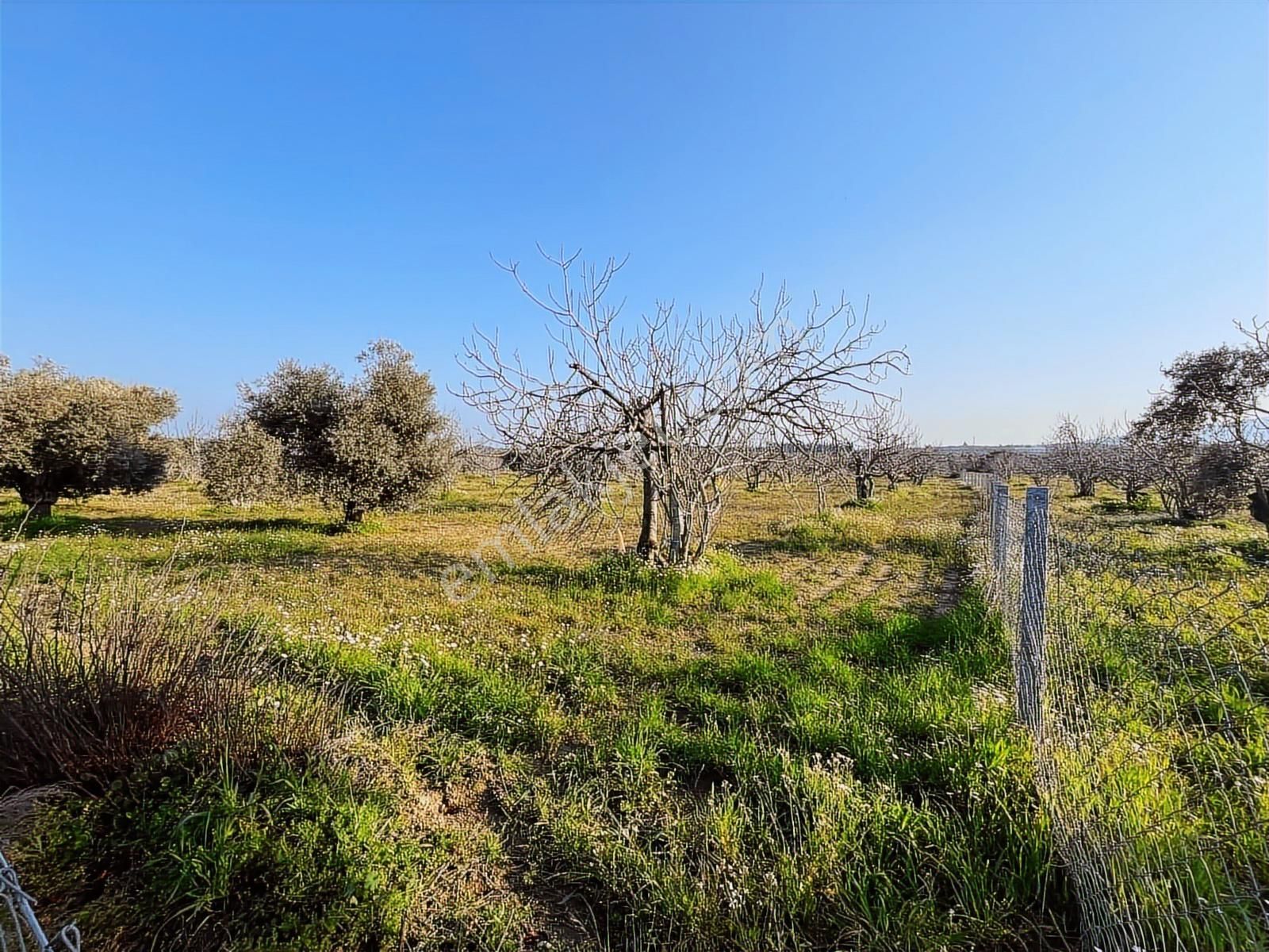 Ortaklar'da Emsallerin Altında Satılık İncir Ve Zeytin Bahçesi - Görsel 18